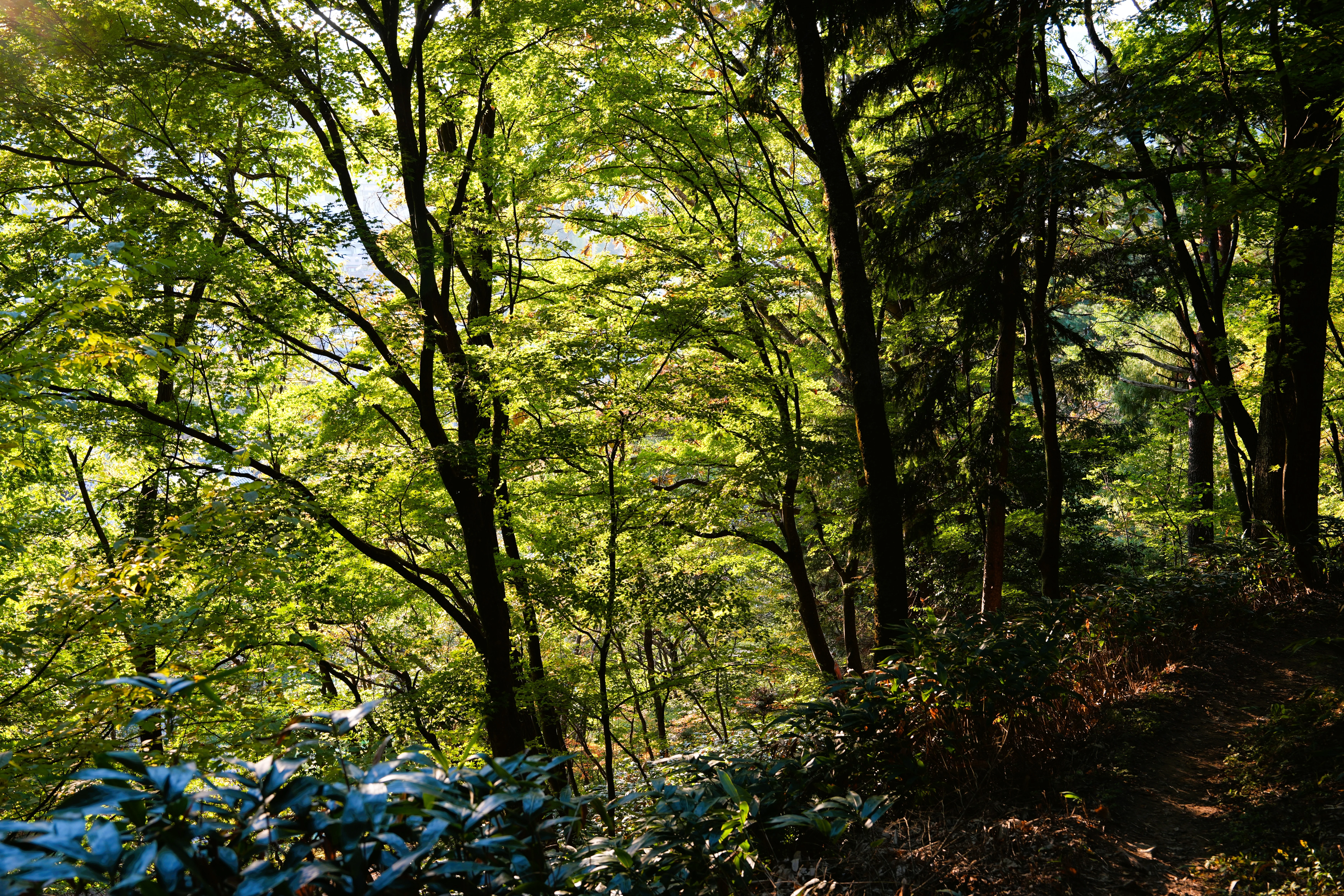 DSC08267, Shiroyama Park, Takayama, Japan — photo by Jim Bennett