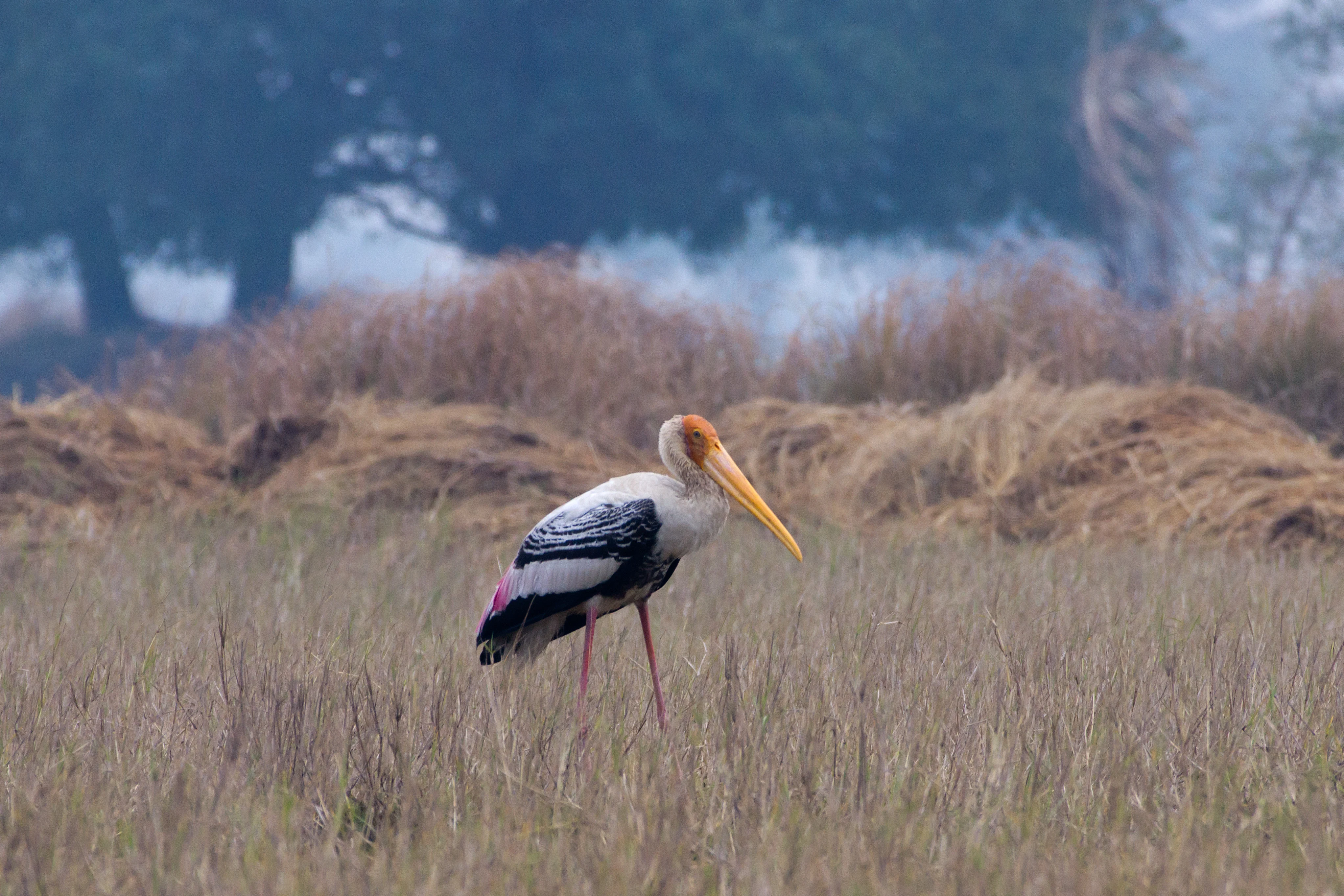 Painted Stork, near Chambal Safari Lodge, Uttar Pradesh, India — photo by Jim Bennett