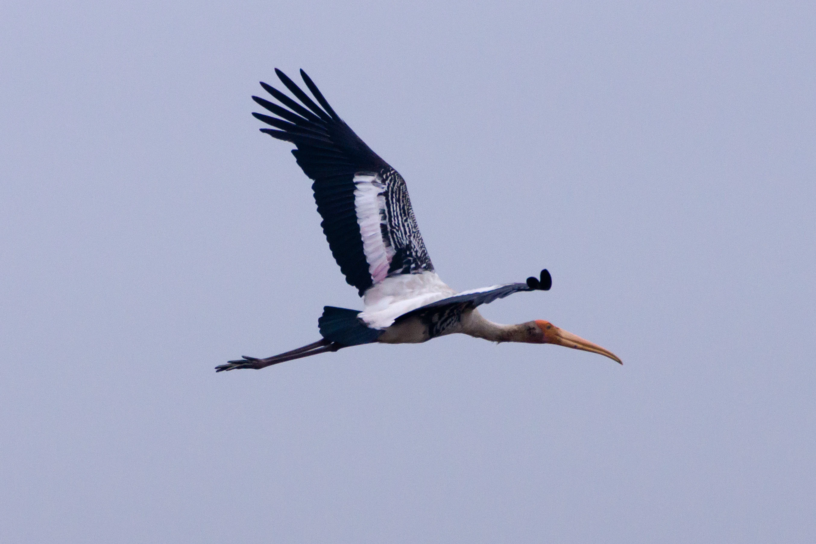 Painted Stork, near Chambal Safari Lodge, Uttar Pradesh, India — photo by Jim Bennett