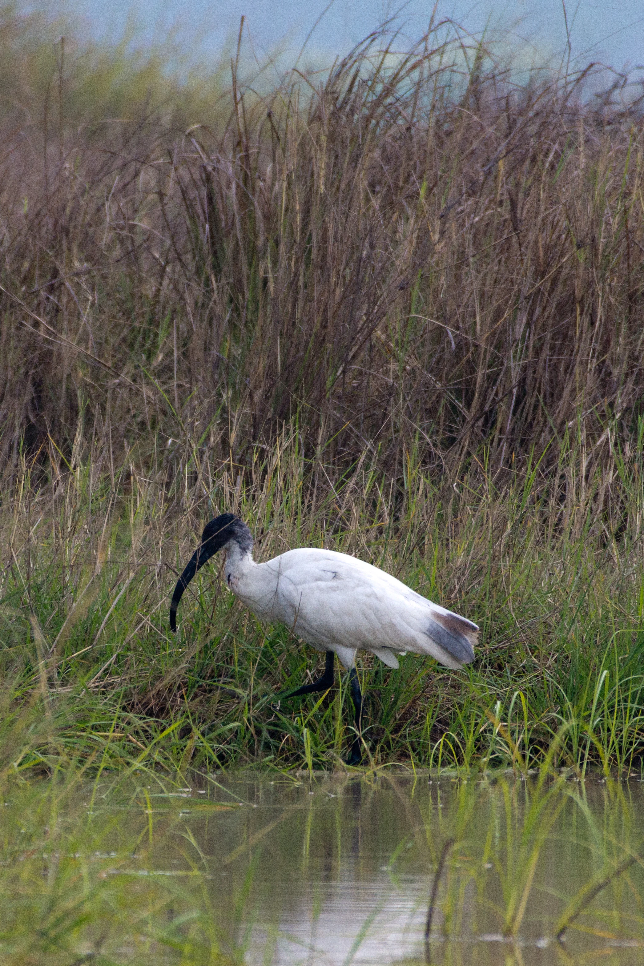 Black-headed Ibis, near Chambal Safari Lodge, Uttar Pradesh, India — photo by Jim Bennett
