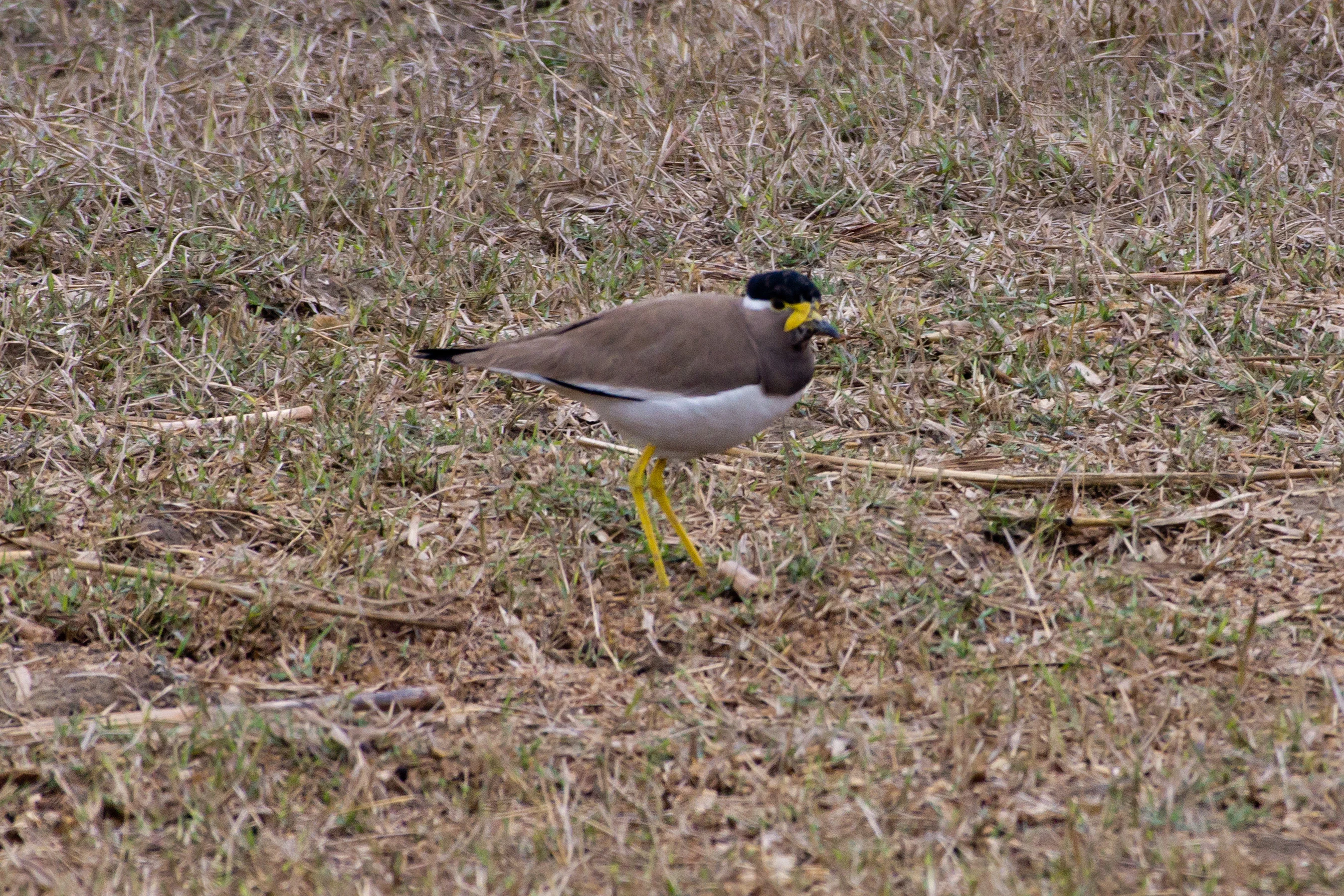 Yellow-wattled Lapwing, Chambal Safari Lodge, Uttar Pradesh, India — photo by Jim Bennett