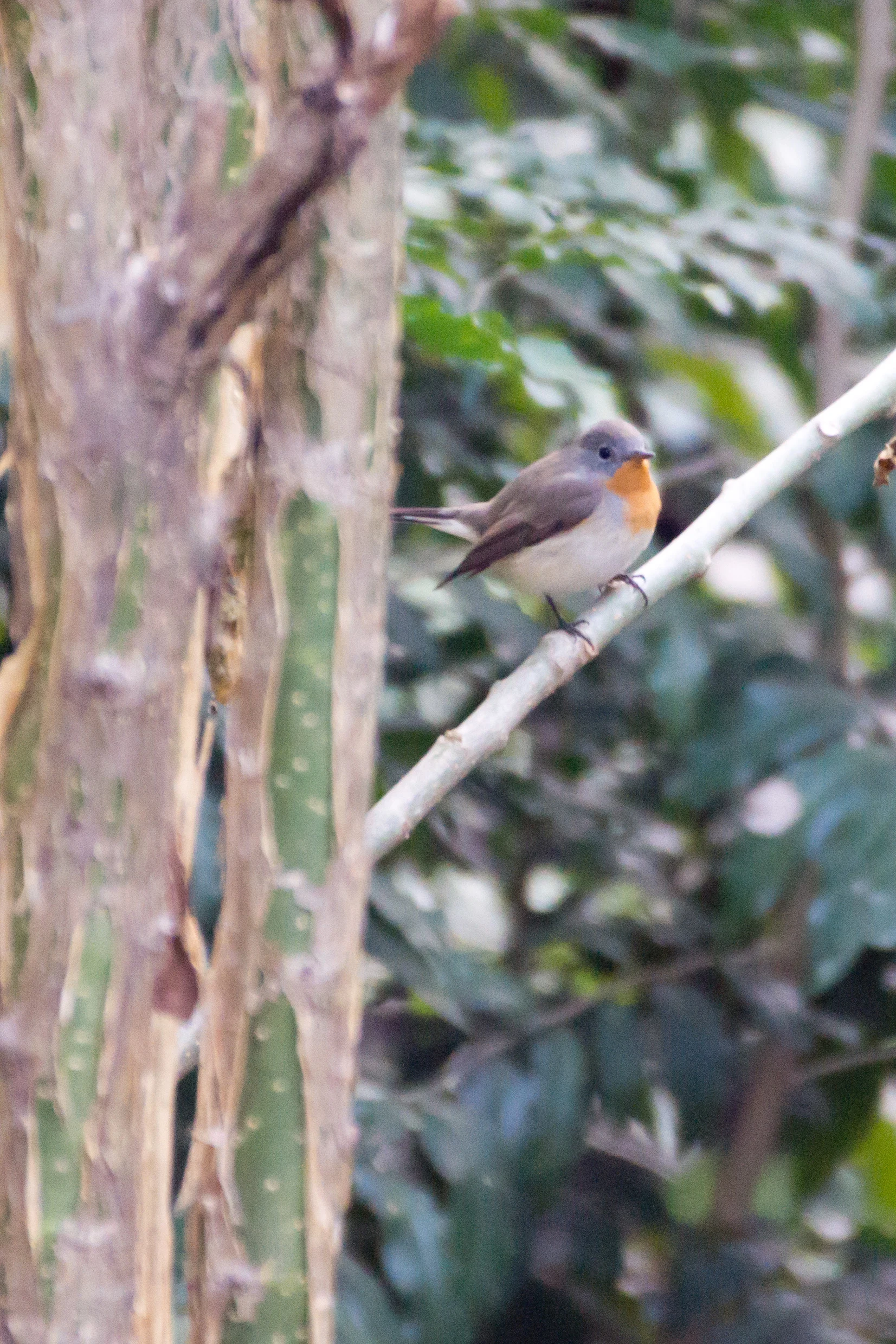 Red-breasted Flycatcher, Chambal Safari Lodge, Uttar Pradesh, India — photo by Jim Bennett