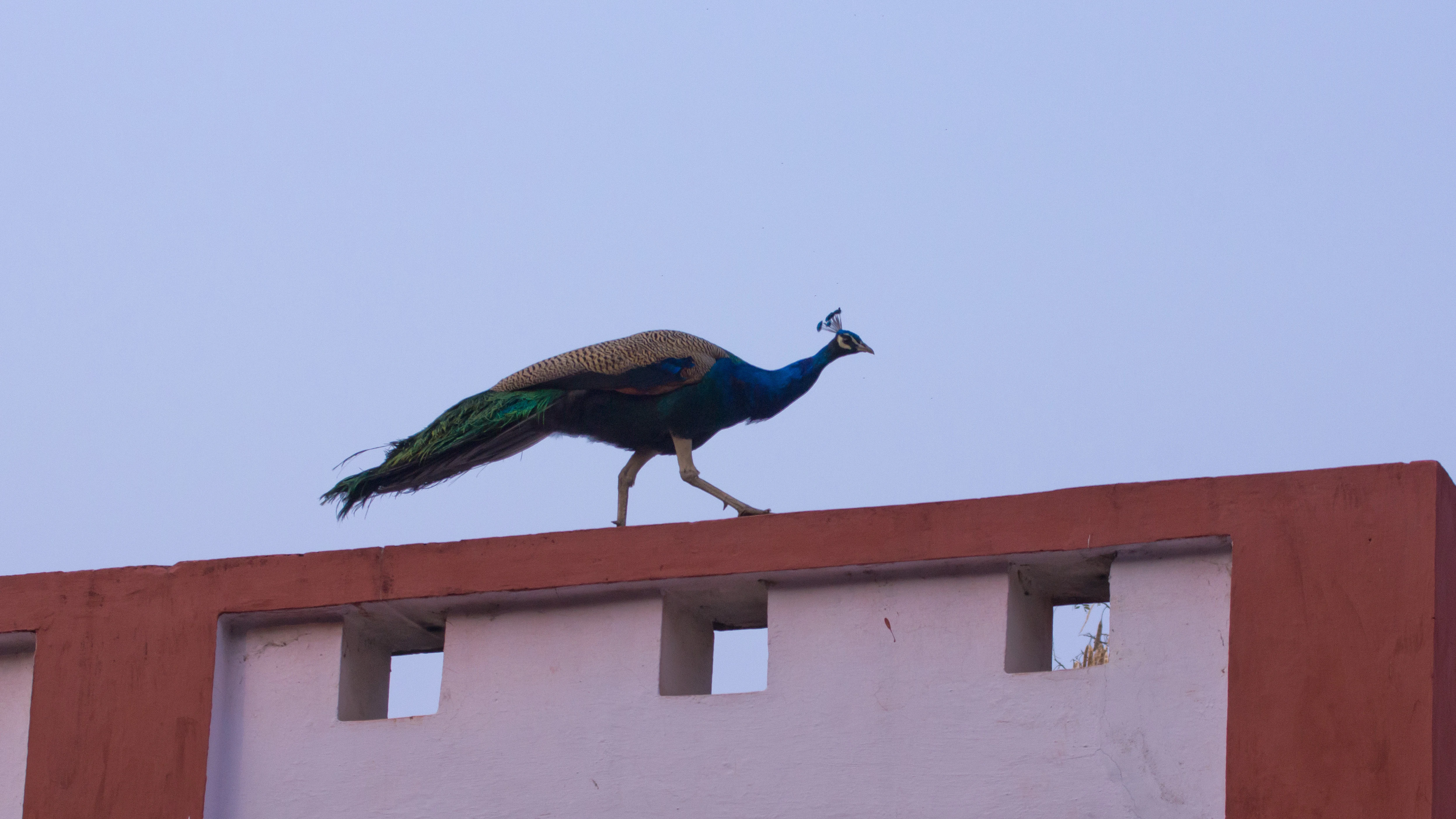 Indian Peafowl, Chambal Safari Lodge, Uttar Pradesh, India — photo by Jim Bennett