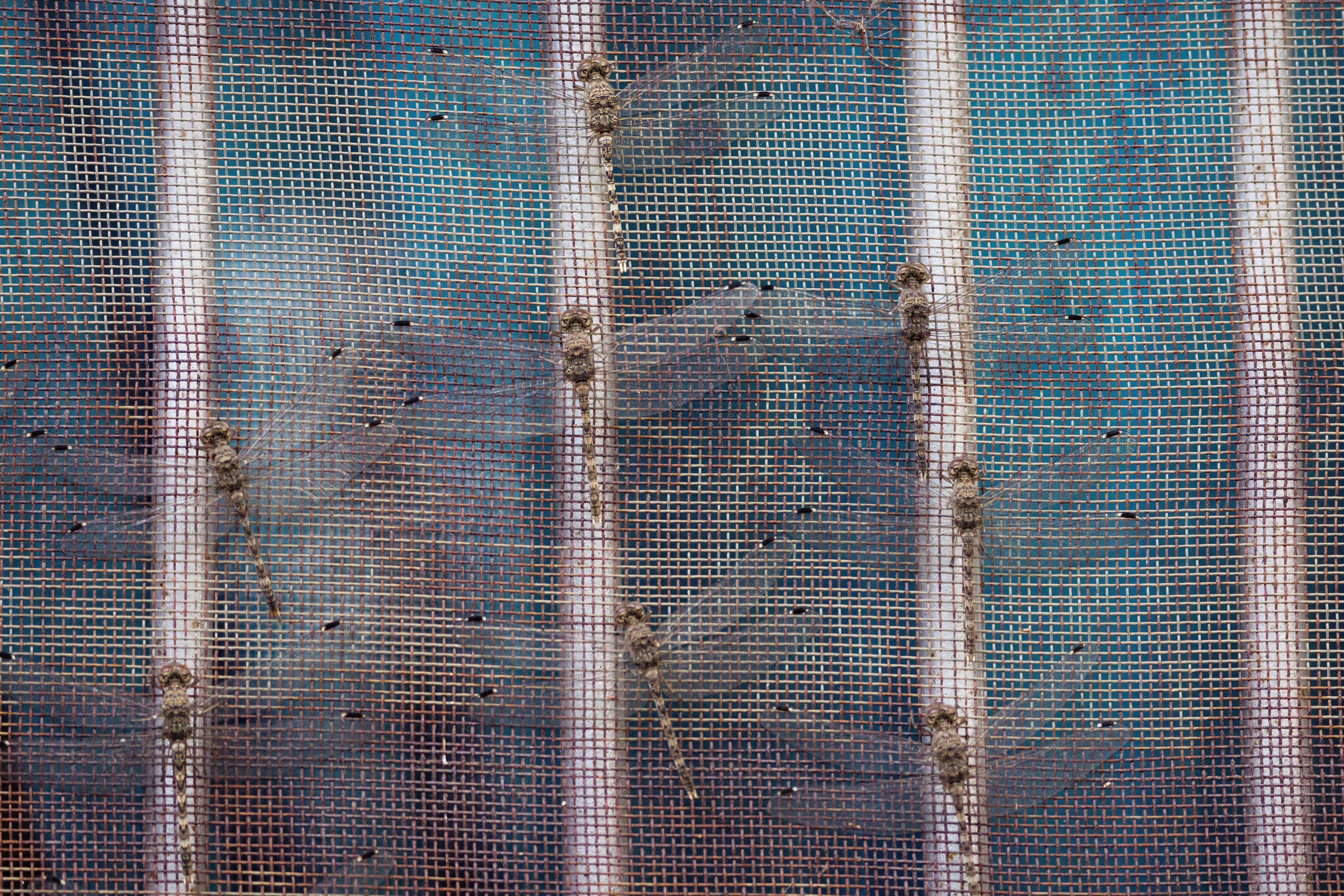 Dragonflies, Chambal Safari Lodge, Uttar Pradesh, India — photo by Jim Bennett
