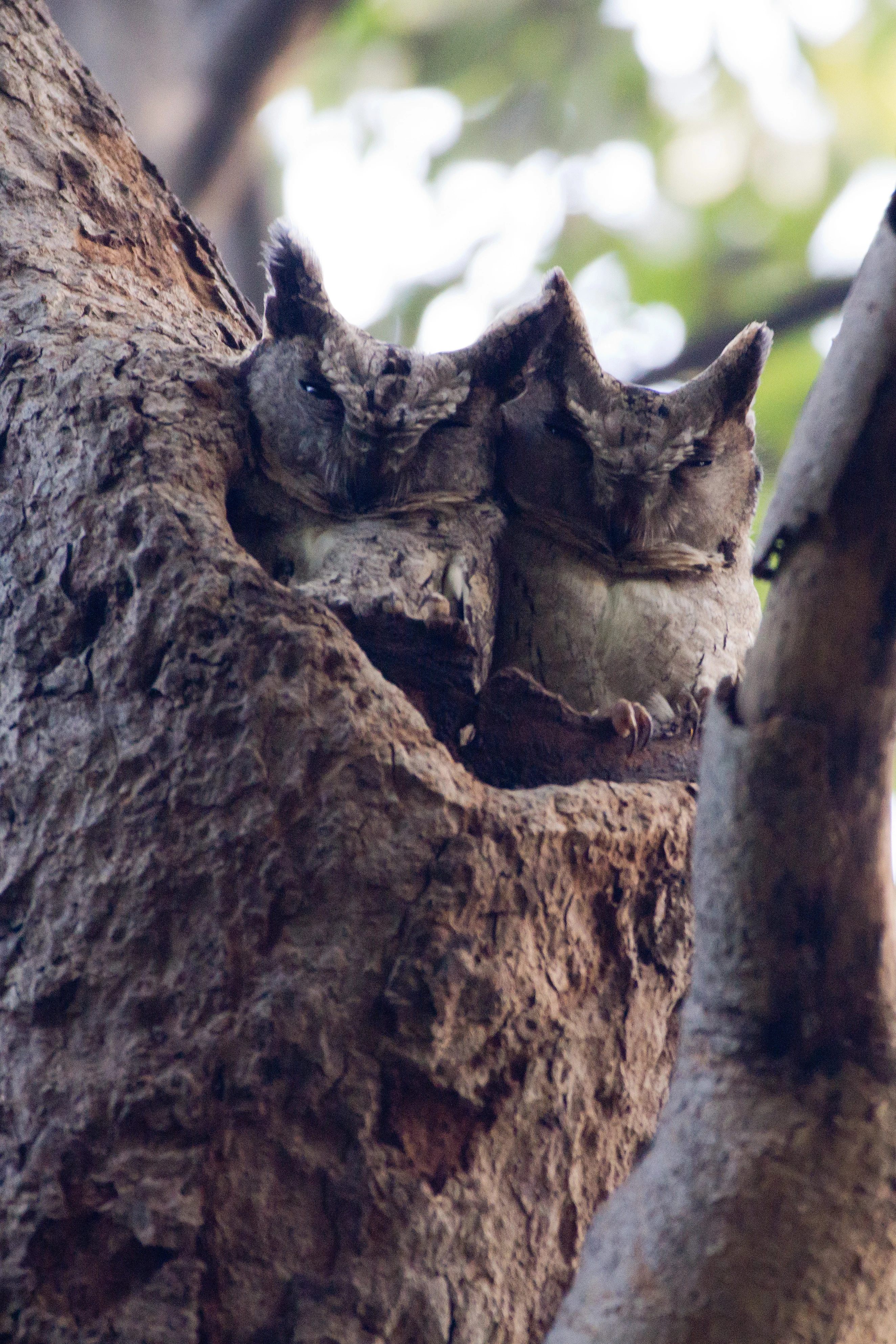 Collared Scops Owls, Chambal Safari Lodge, Uttar Pradesh, India — photo by Jim Bennett