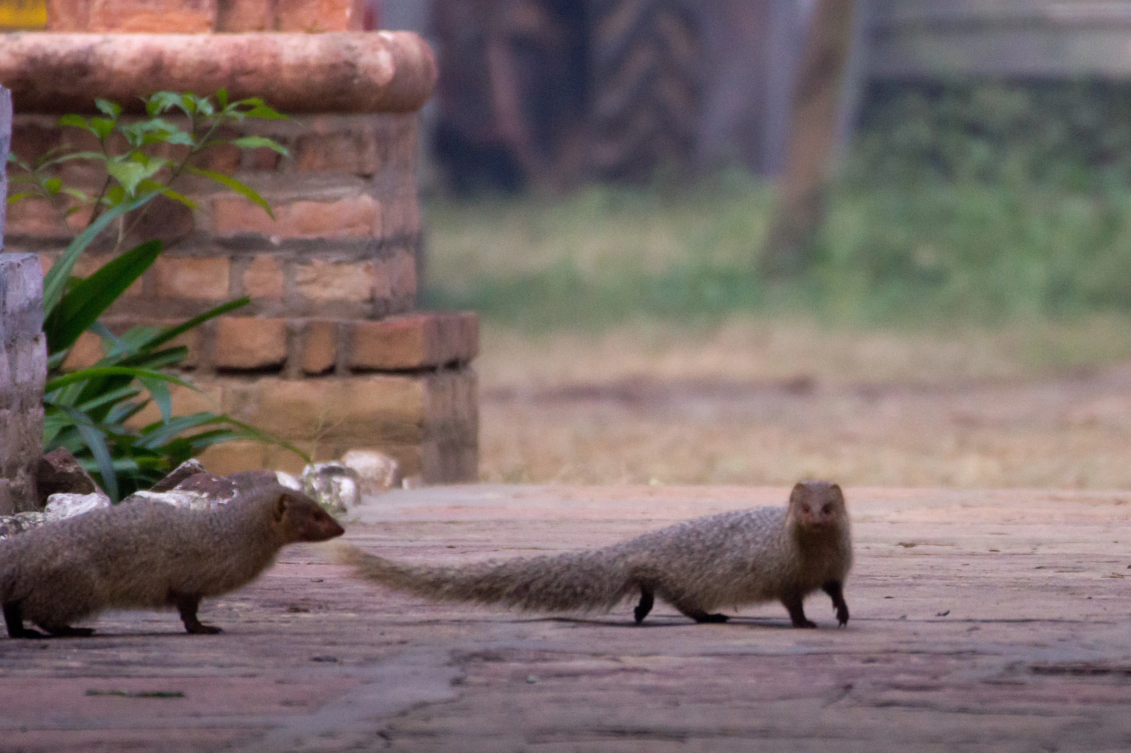 Large Grey Mongoose, Chambal Safari Lodge, Uttar Pradesh, India — photo by Jim Bennett