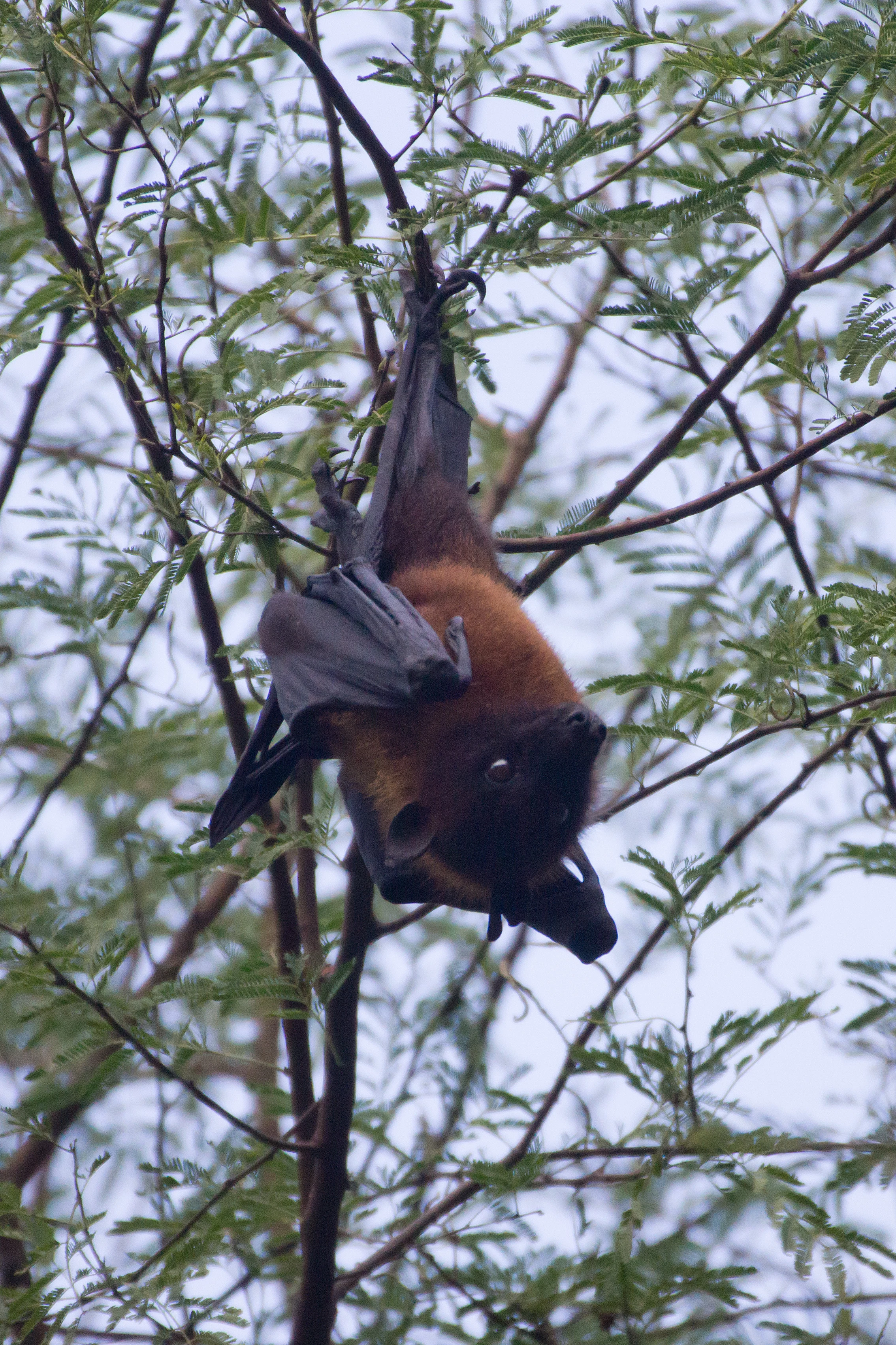 Short-noised Fruit Bat, Chambal Safari Lodge, Uttar Pradesh, India — photo by Jim Bennett