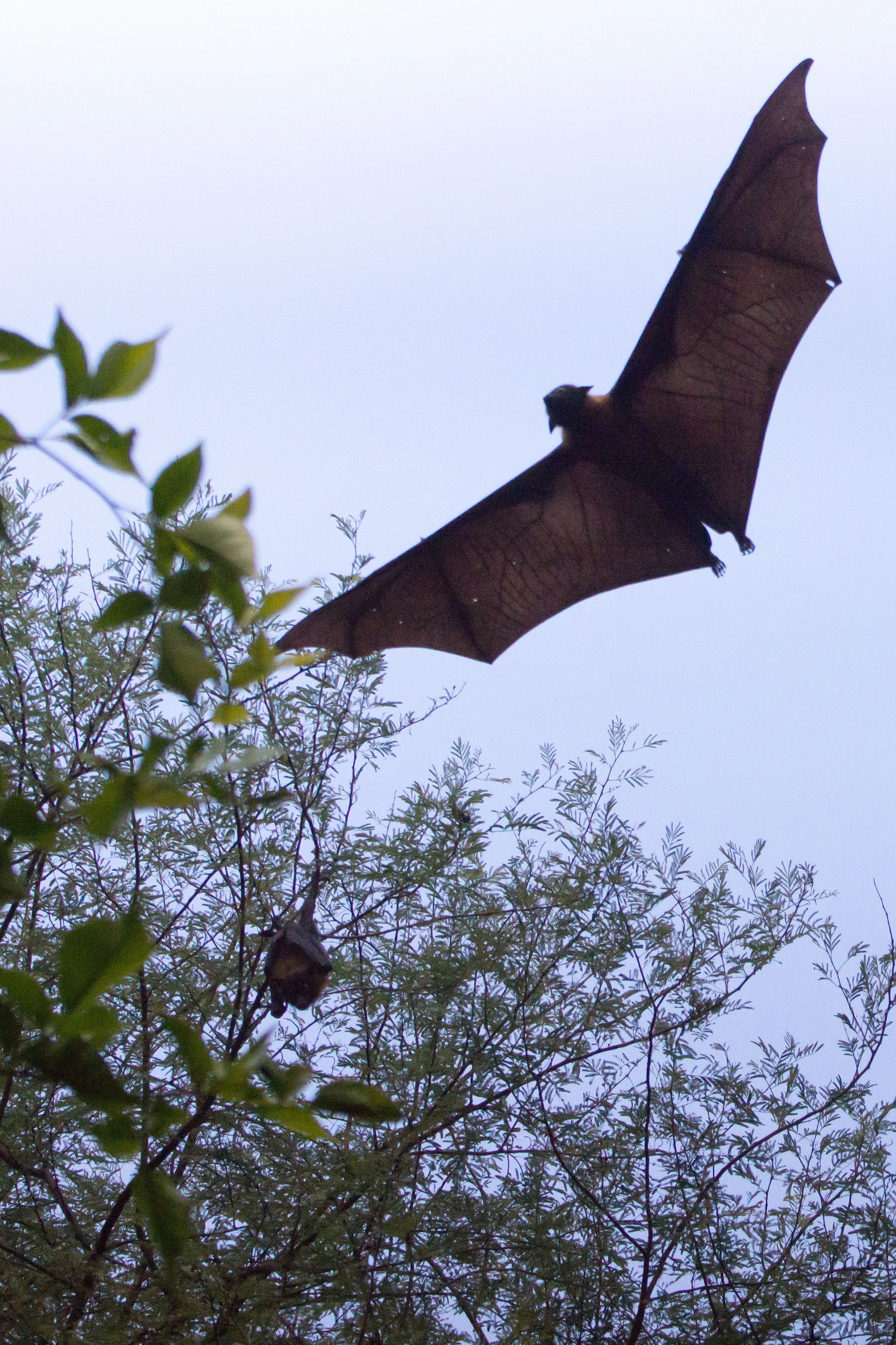 Short-nosed Fruit Bat, Chambal Safari Lodge, Uttar Pradesh, India — photo by Jim Bennett
