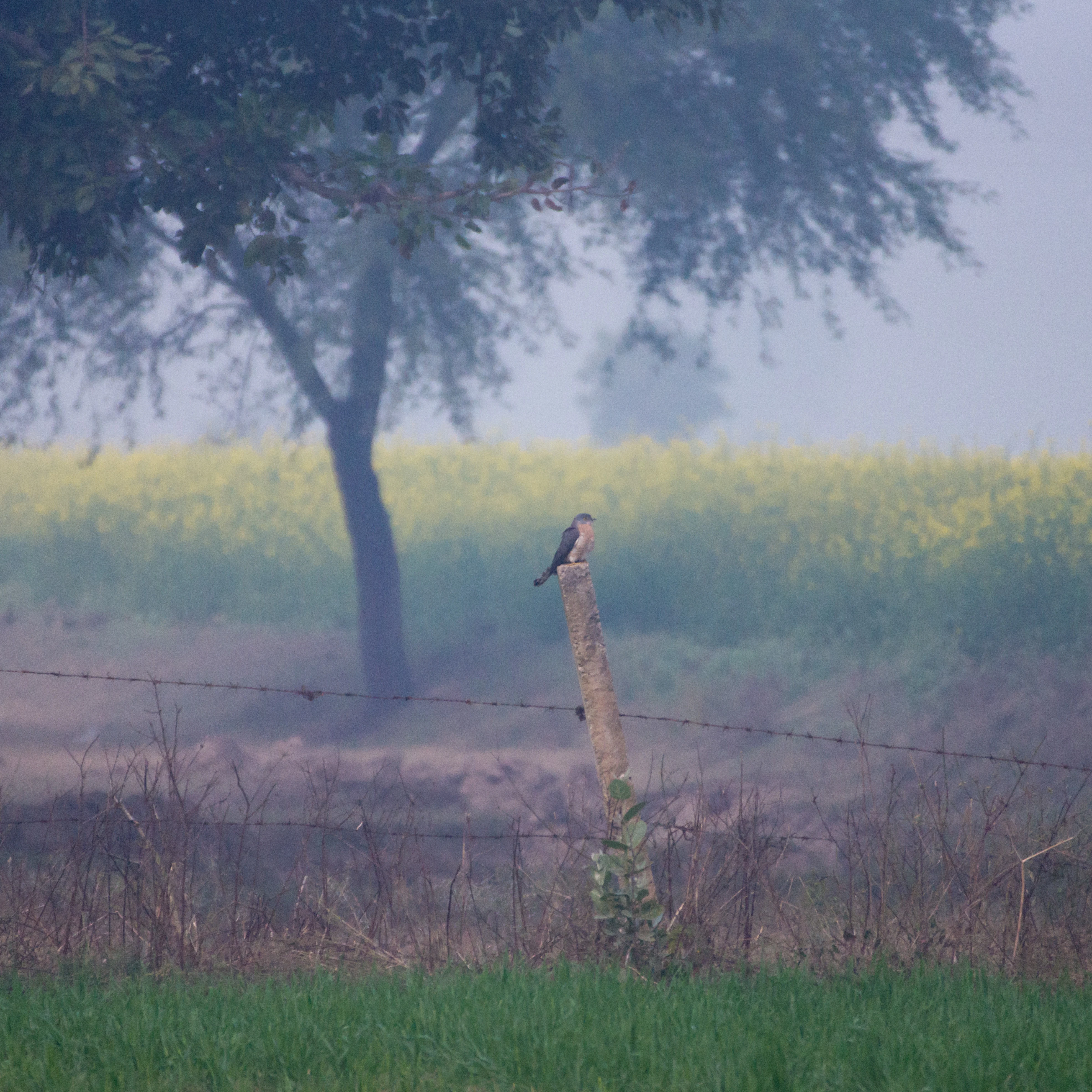 Common Hawk Cuckoo, Chambal Safari Lodge, Uttar Pradesh, India — photo by Jim Bennett