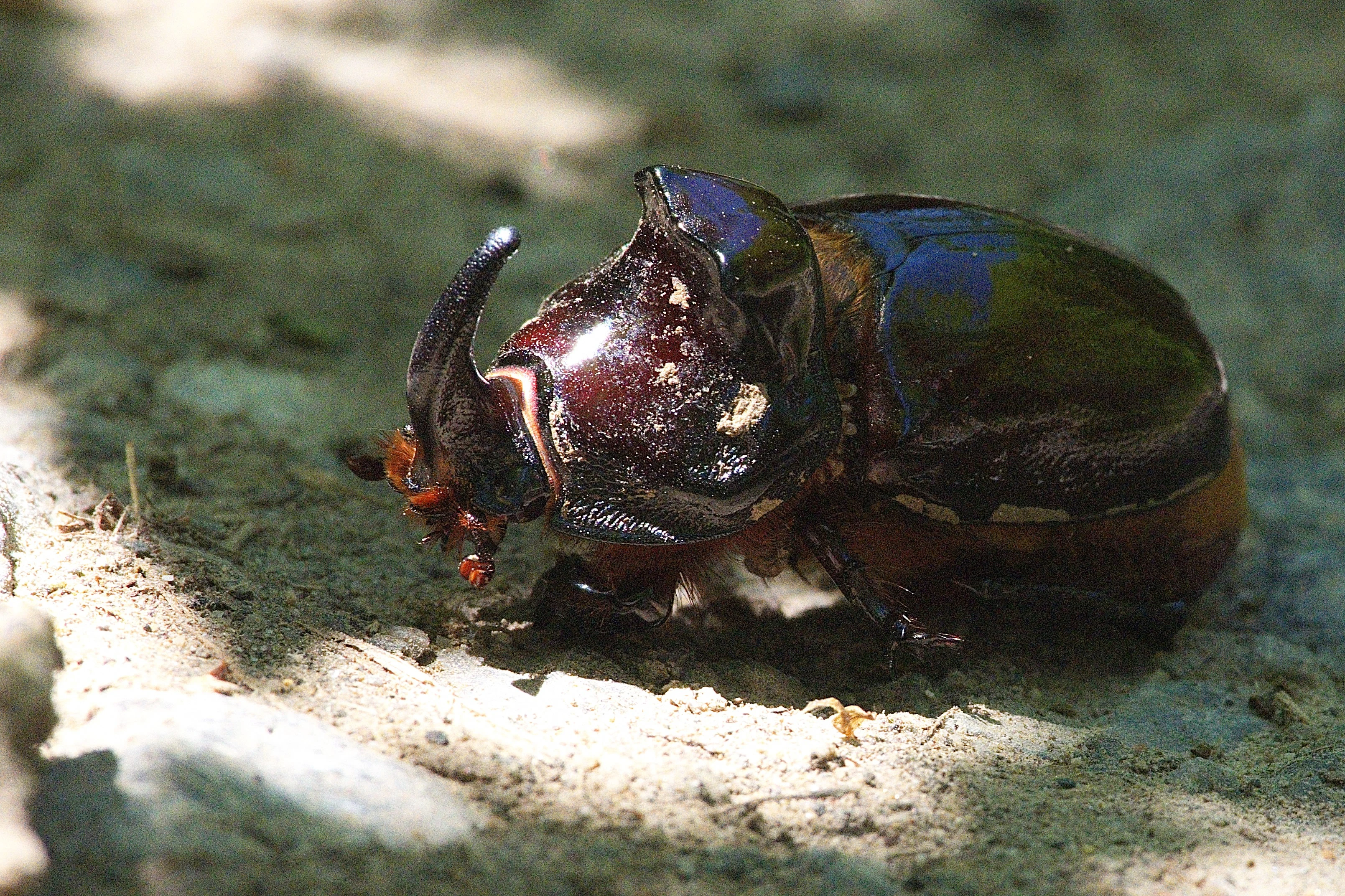 Rhinoceros Beetle, Celic-Dere Monastery, Romania — photo by Jim Bennett
