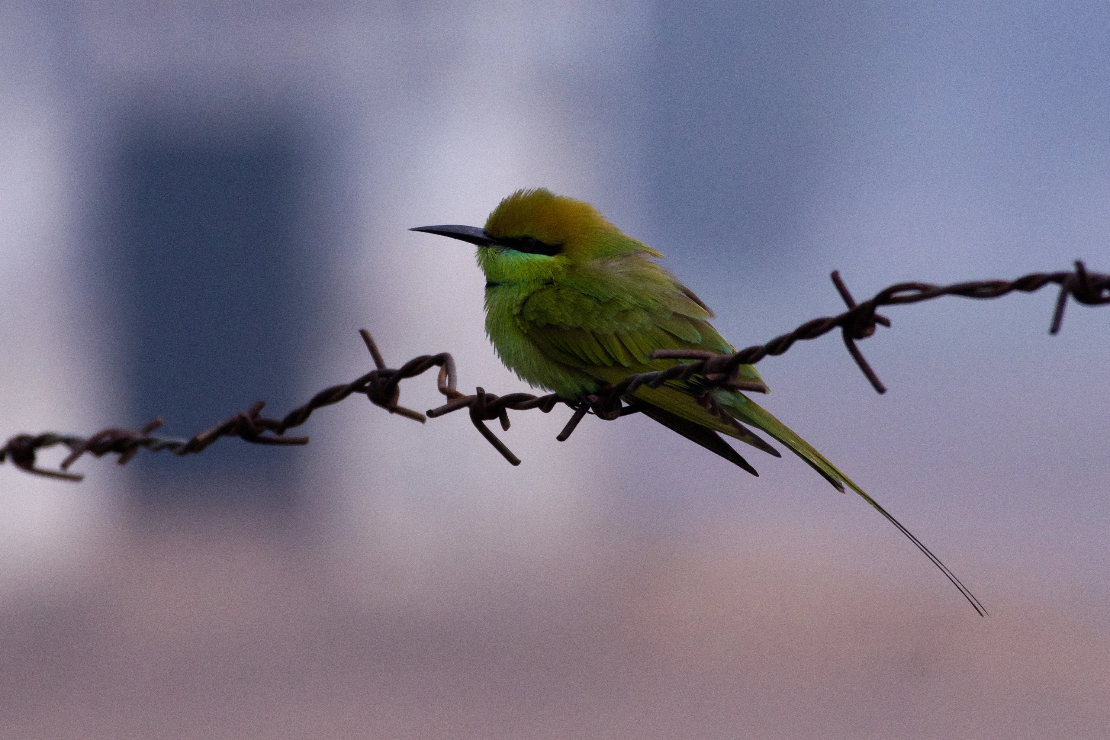 Green Bee-eater, Chambal Safari Lodge, Uttar Pradesh, India — photo by Jim Bennett