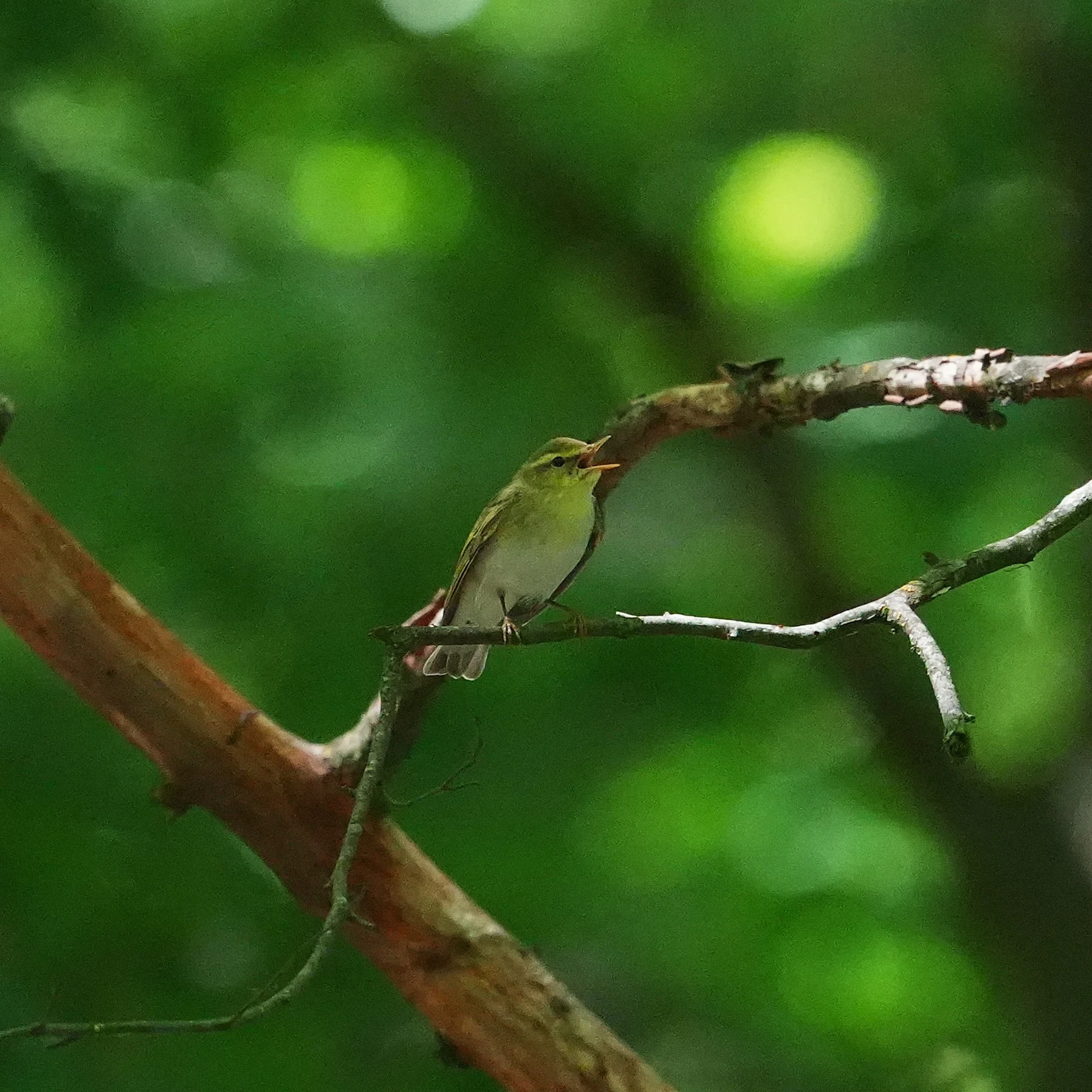 Wood Warbler, Celic-Dere Monastery, Romania — photo by Jim Bennett
