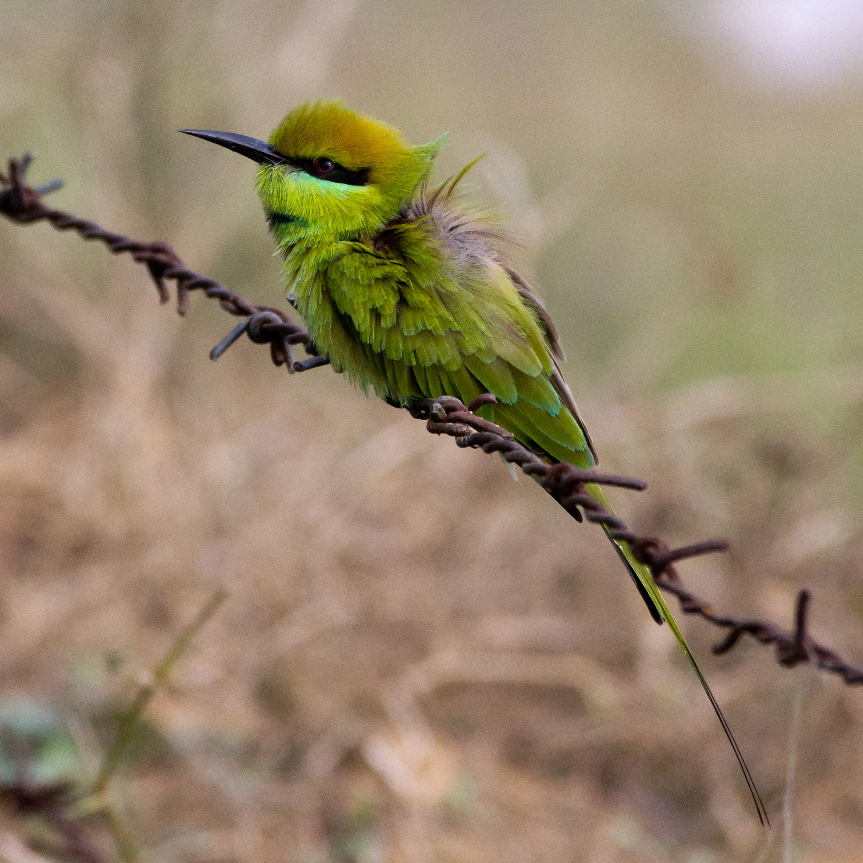 Green Bee-eater, Chambal Safari Lodge, Uttar Pradesh, India — photo by Jim Bennett