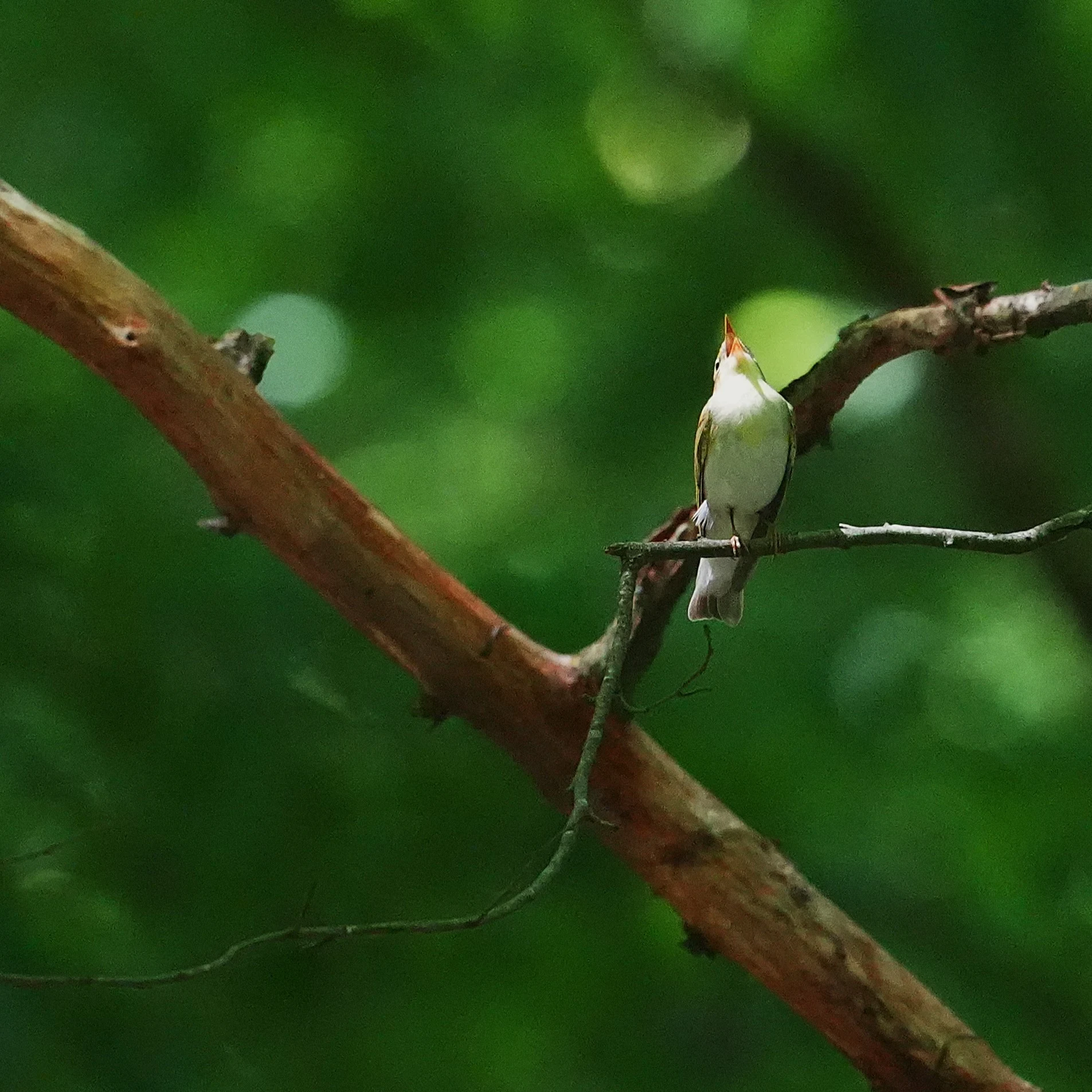 Wood Warbler, Celic-Dere Monastery, Romania — photo by Jim Bennett