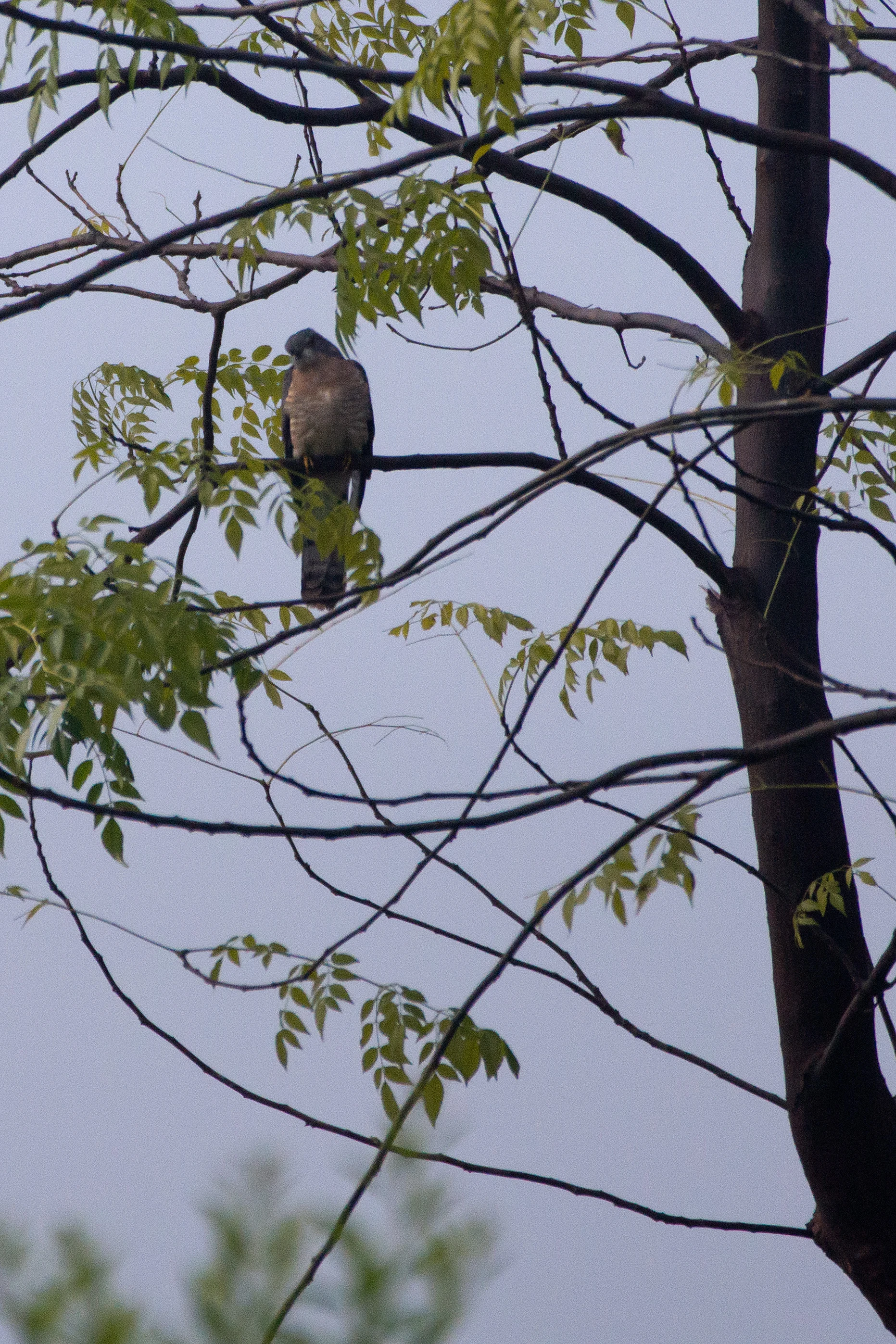 Common Hawk Cuckoo, Chambal Safari Lodge, Uttar Pradesh, India — photo by Jim Bennett