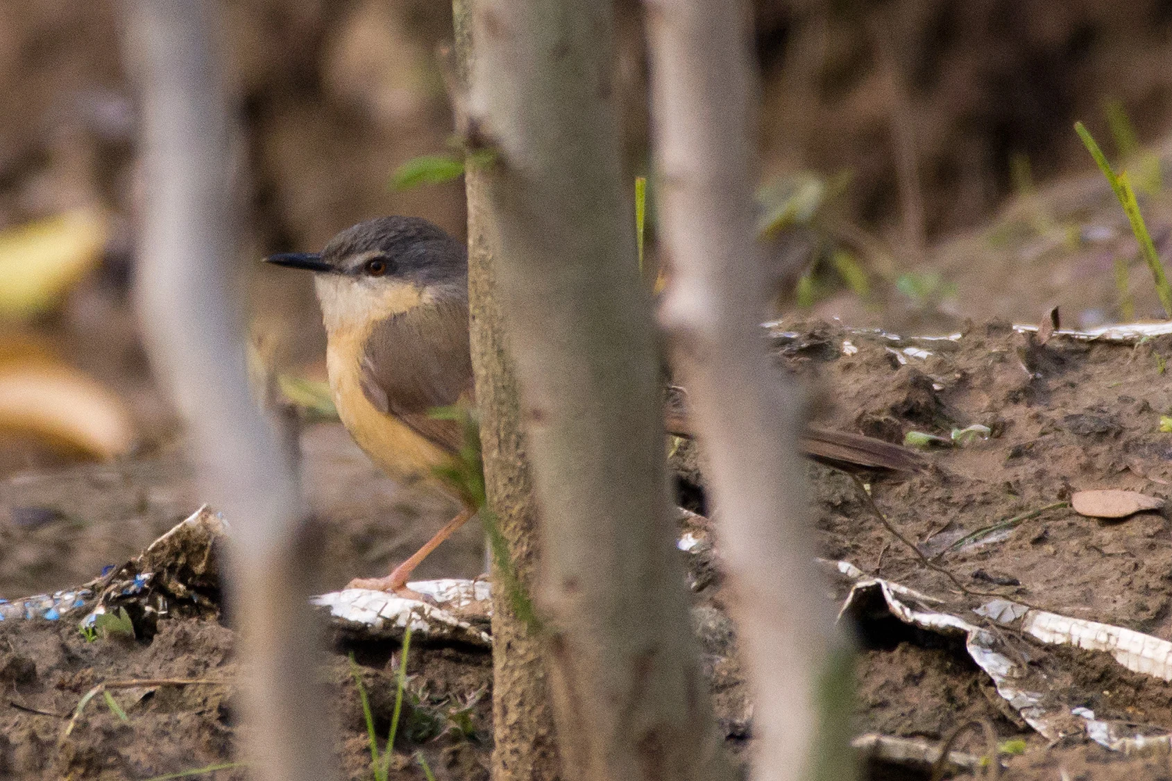 Ashy Prinia, Chambal Safari Lodge, Uttar Pradesh, India — photo by Jim Bennett