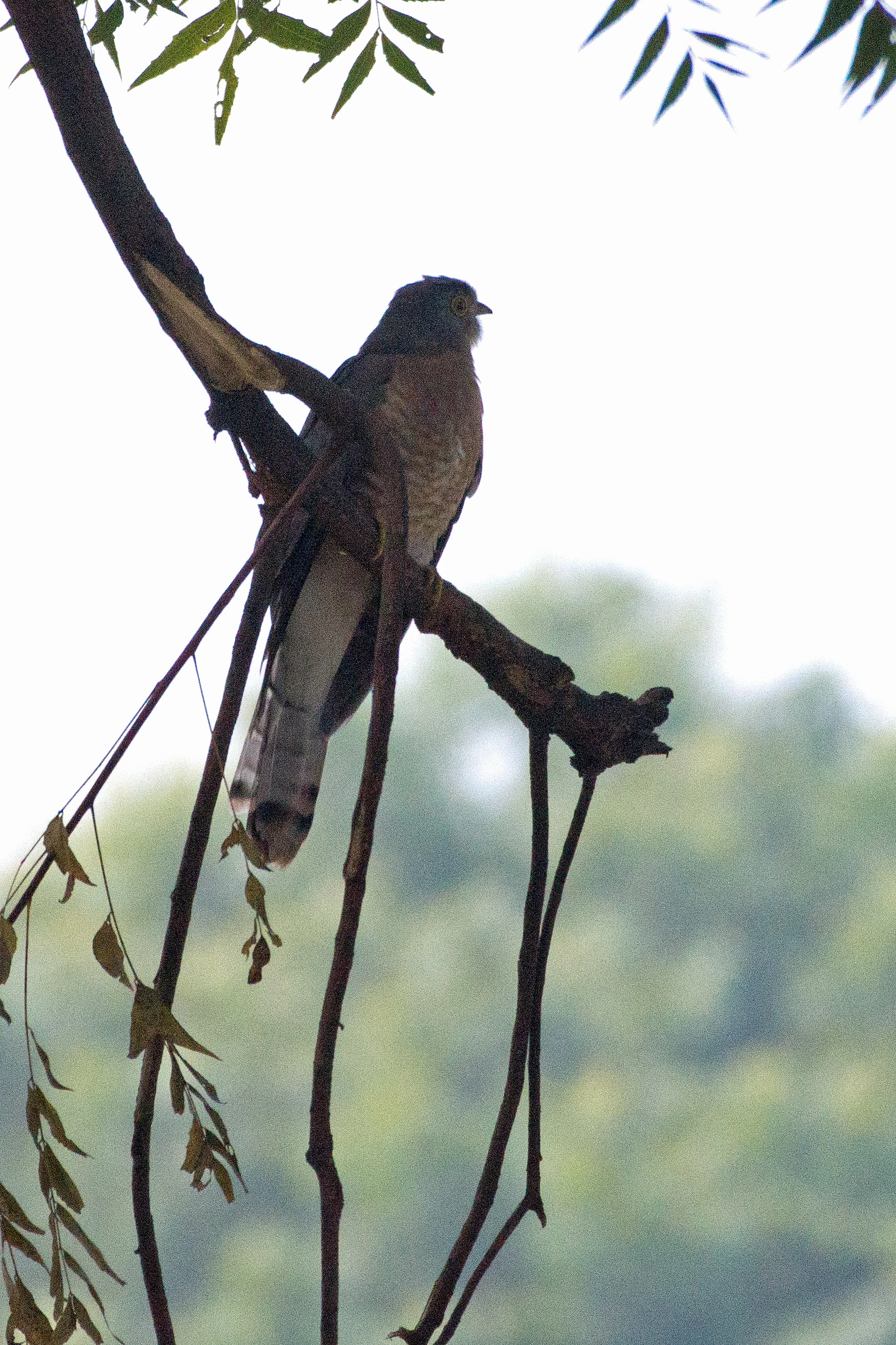 Common Hawk Cuckoo, Chambal Safari Lodge, Uttar Pradesh, India — photo by Jim Bennett