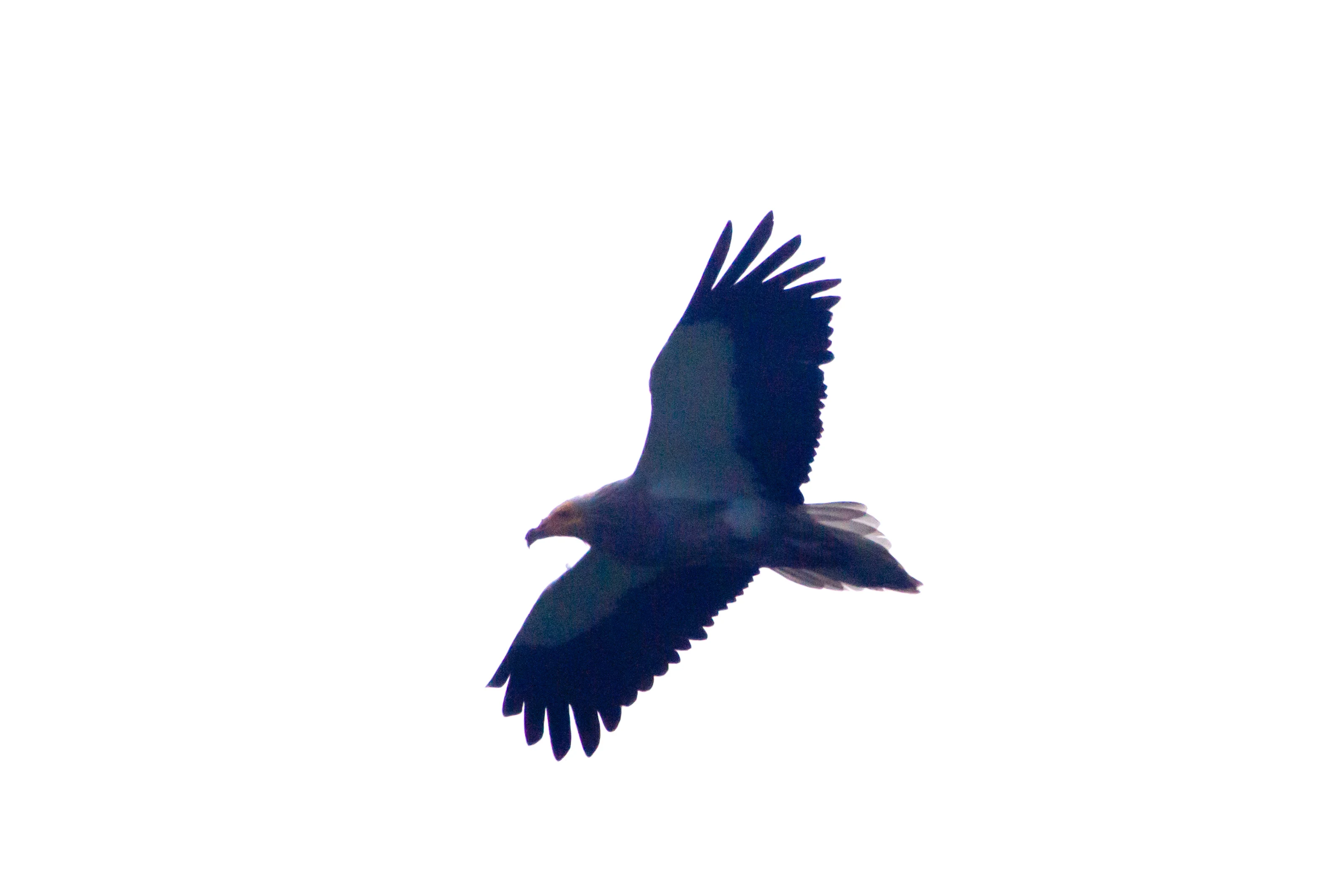 Egyptian Vulture, Chambal Safari Lodge, Uttar Pradesh, India — photo by Jim Bennett