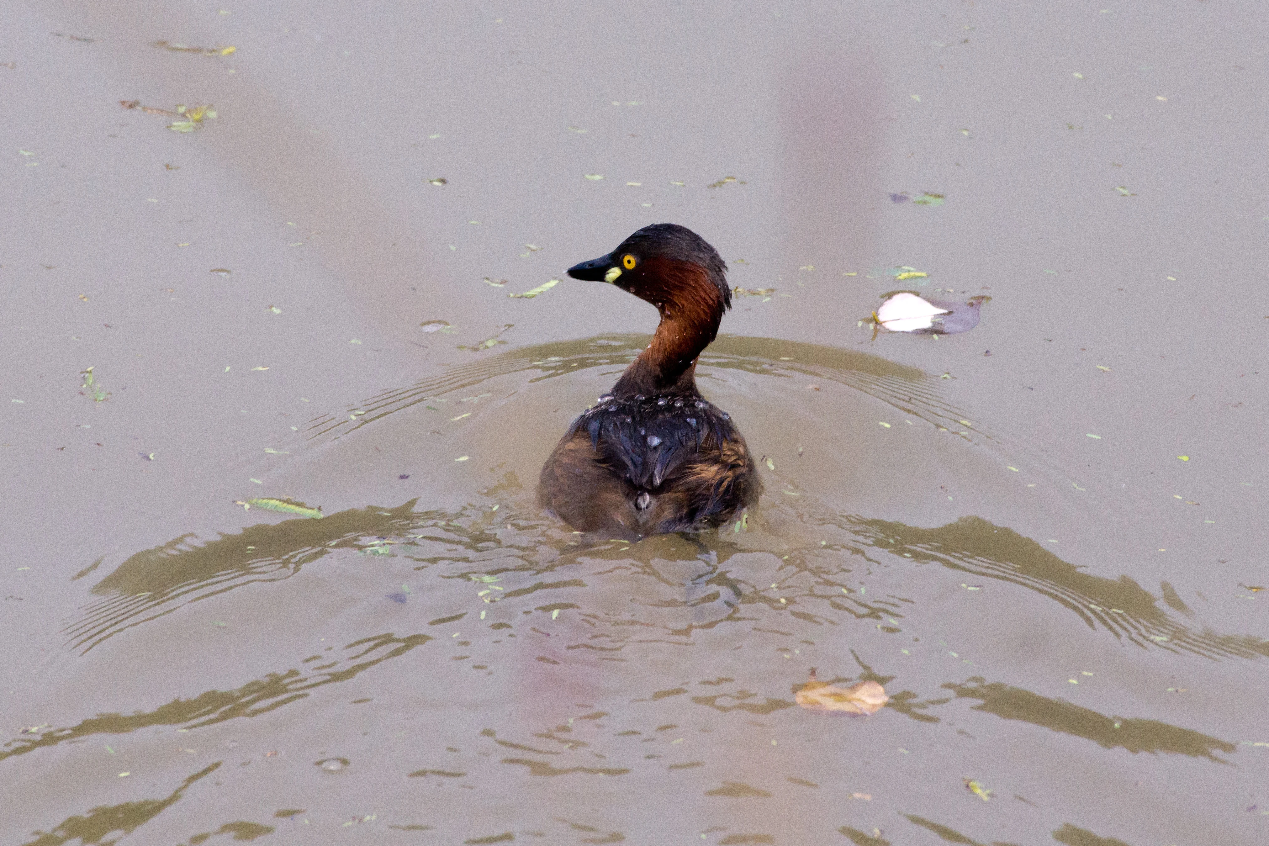 Little Grebe, Chambal Safari Lodge, Uttar Pradesh, India — photo by Jim Bennett