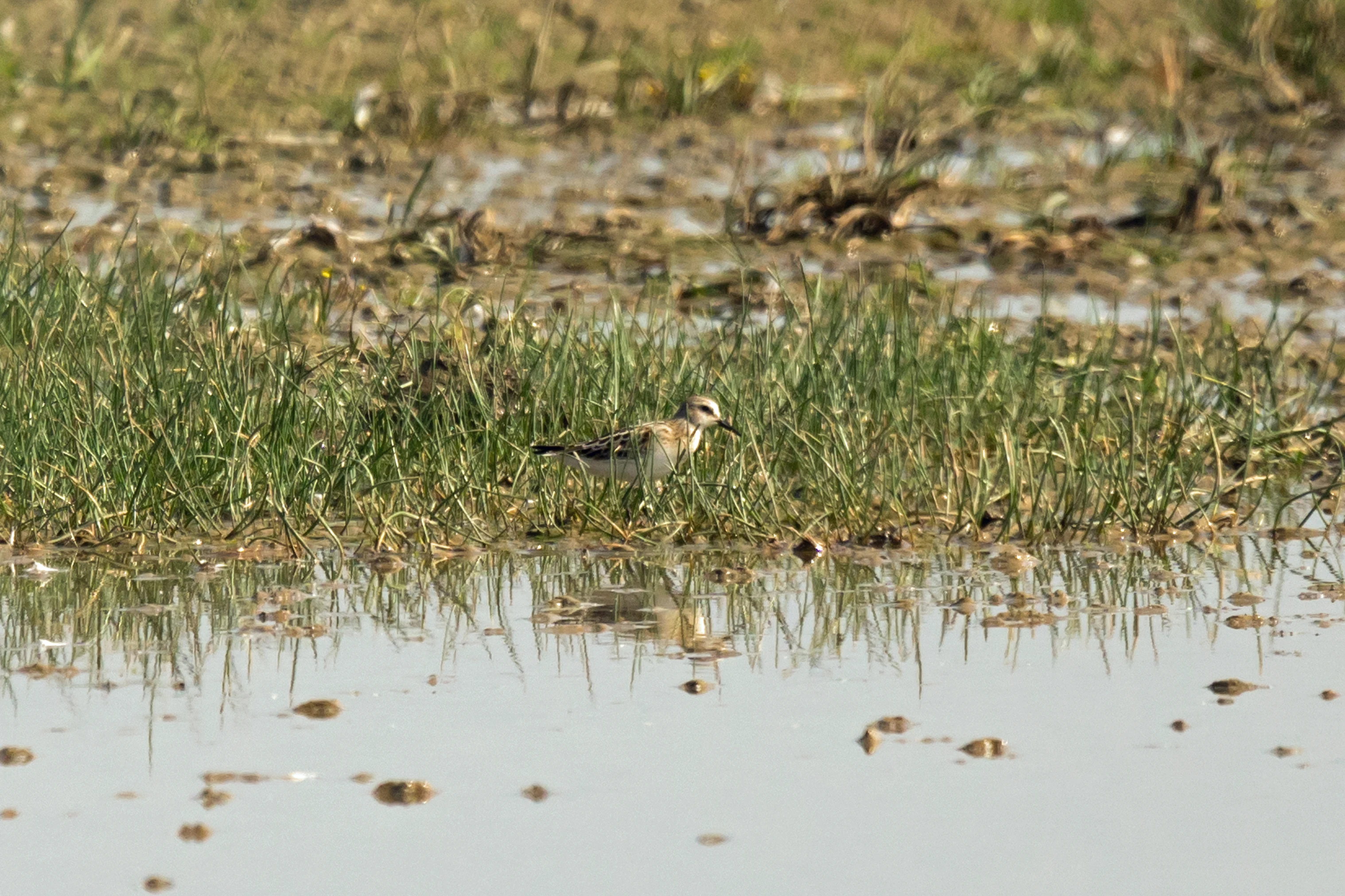 Little Stint, NWT Cley, Norfolk, UK — photo by Jim Bennett