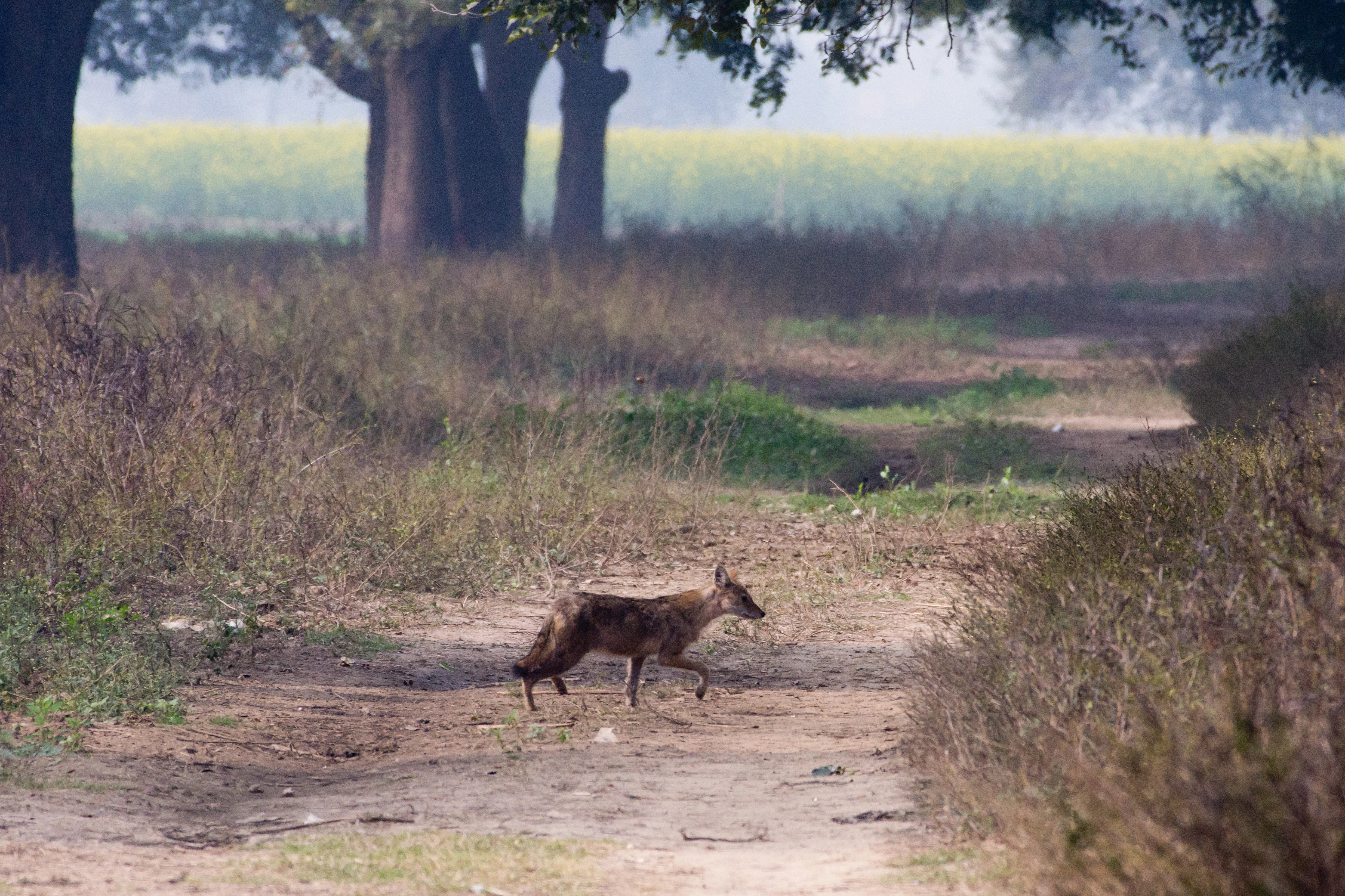 Jackal, Chambal Safari Lodge, Uttar Pradesh, India — photo by Jim Bennett