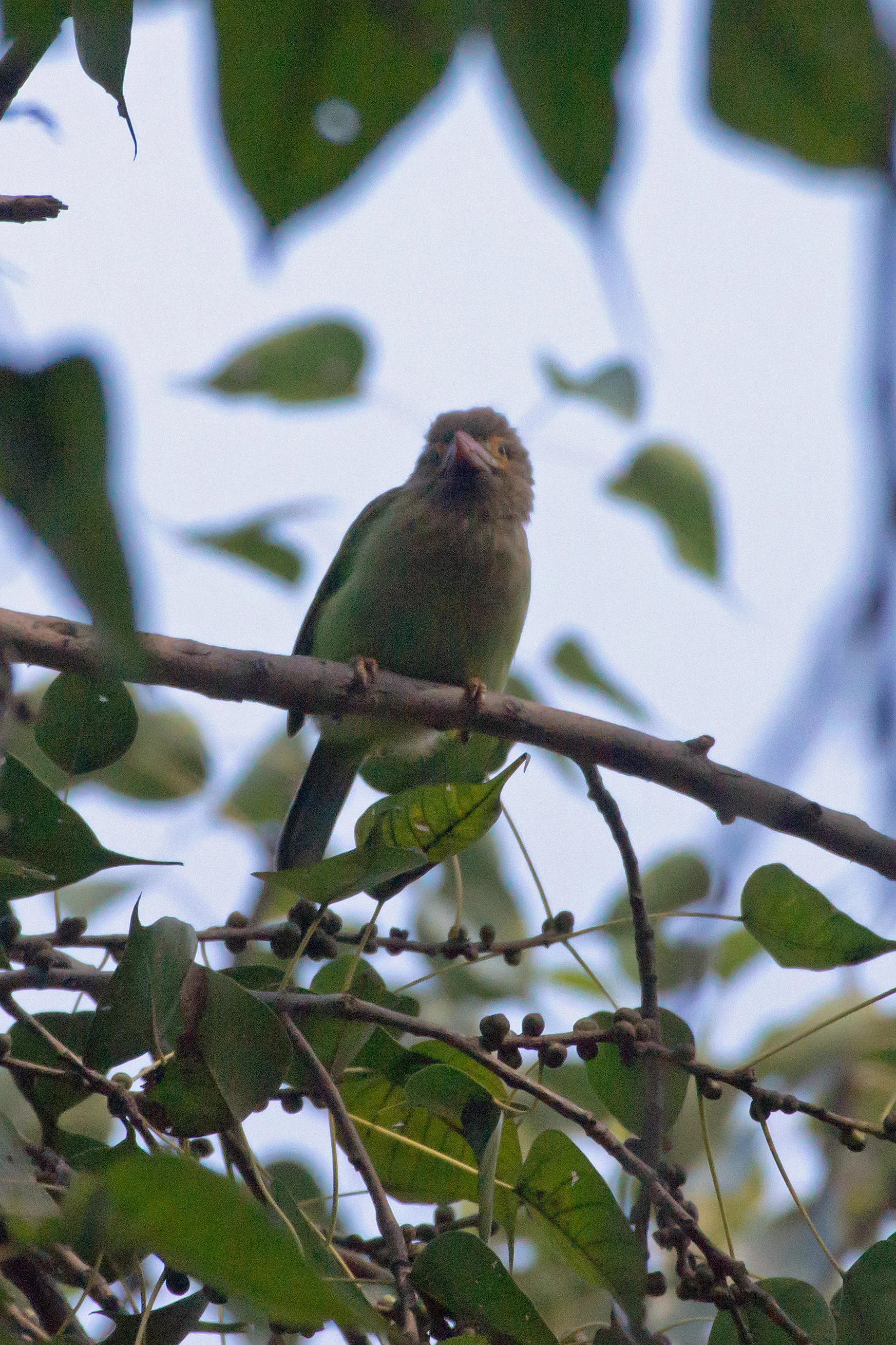 Brown-headed Barbet, Chambal Safari Lodge, Uttar Pradesh, India — photo by Jim Bennett