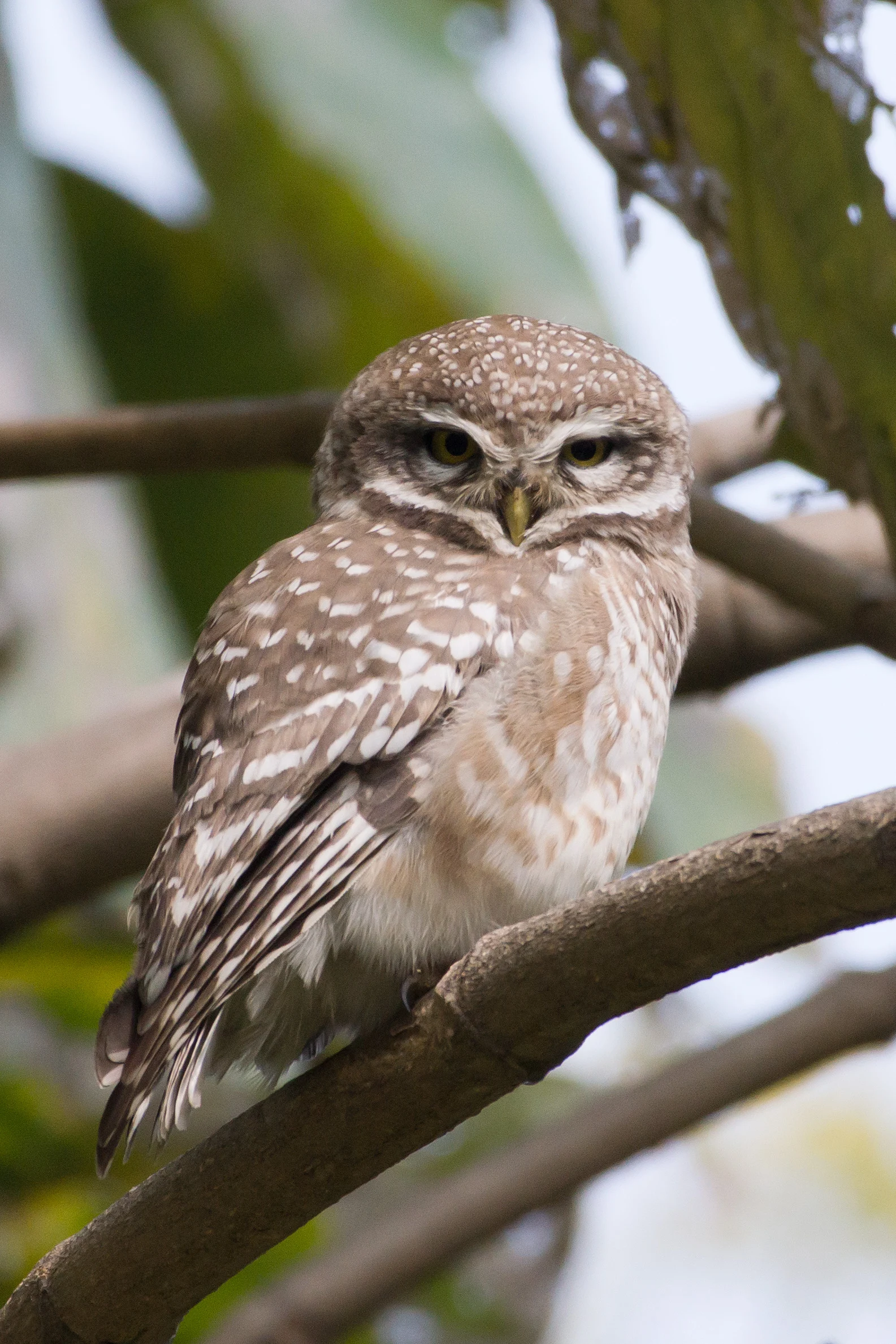 Spotted Owlet, Chambal Safari Lodge, Uttar Pradesh, India — photo by Jim Bennett