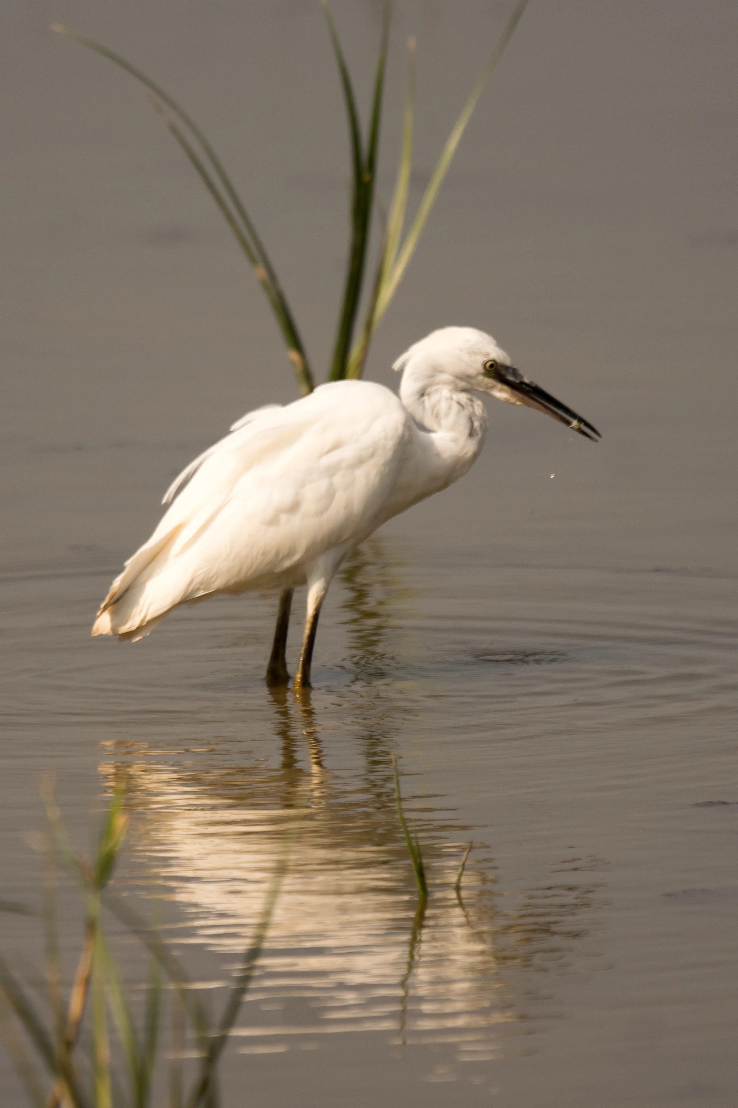 Little Egret, NWT Cley, Norfolk, UK — photo by Jim Bennett