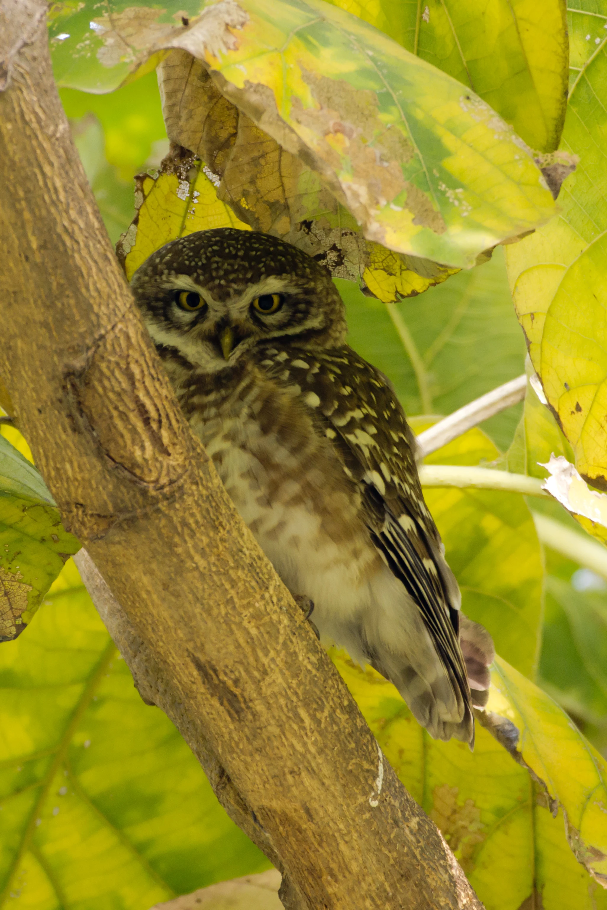 Spotted Owlet, Chambal Safari Lodge, Uttar Pradesh, India — photo by Jim Bennett