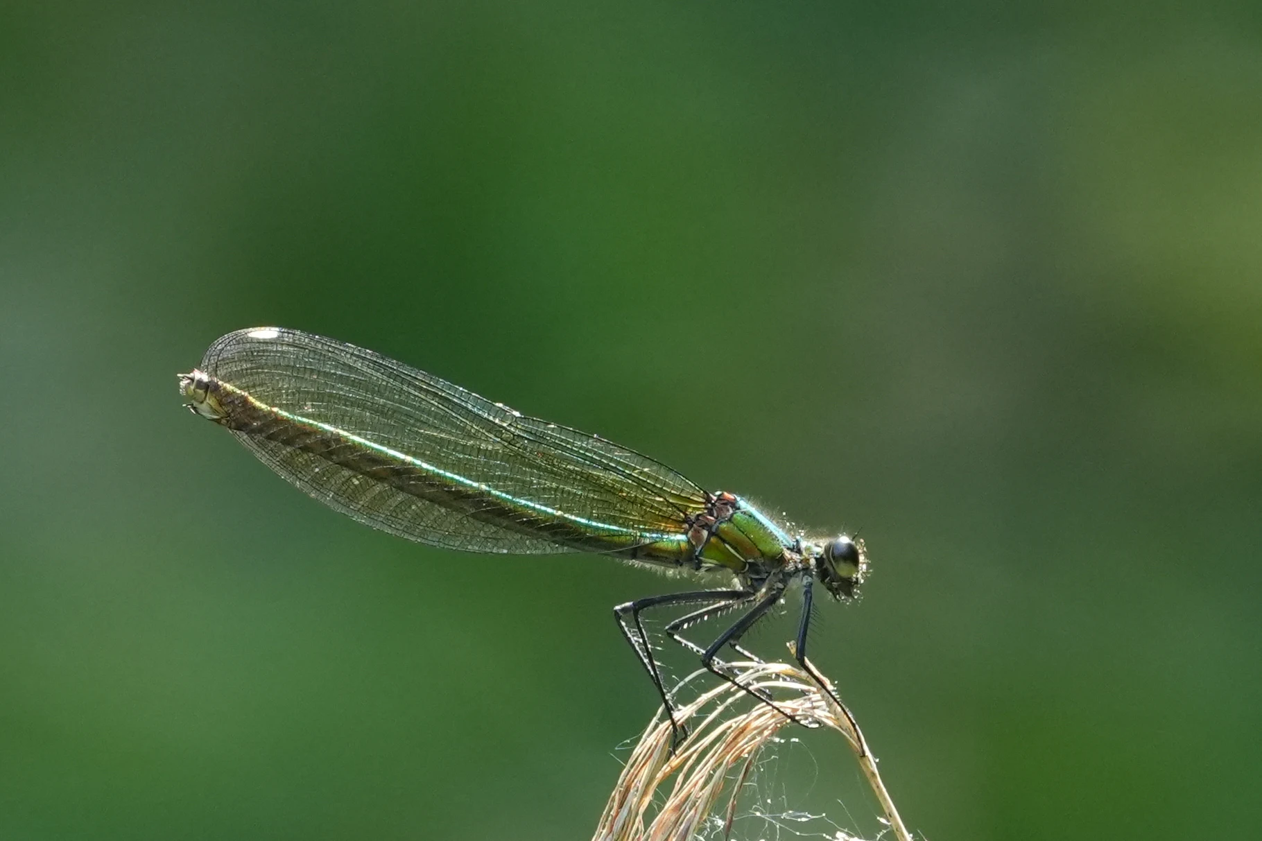 Banded Demoiselle, Shapwick Heath NNR, Somerset, UK — photo by Jim Bennett