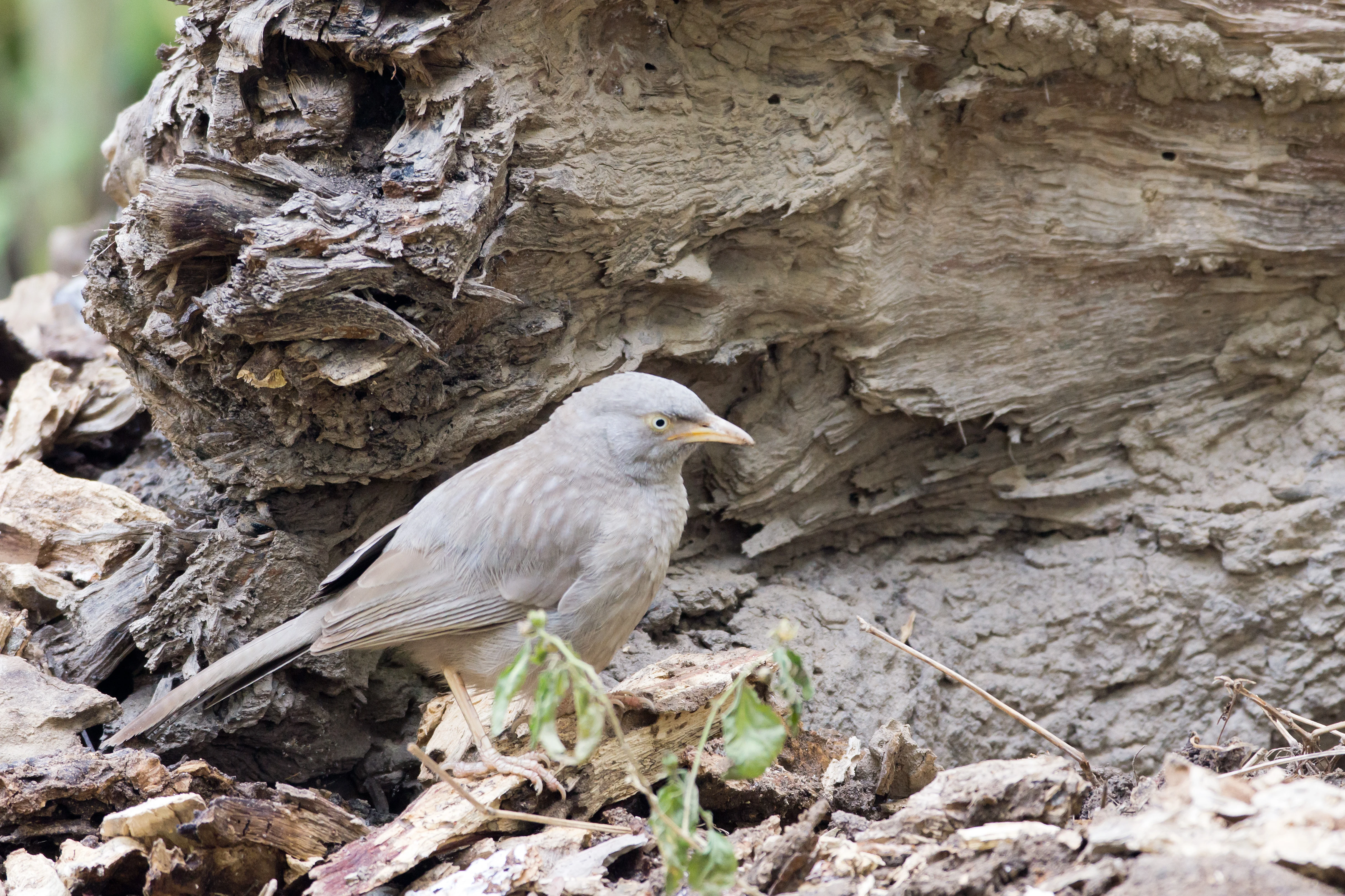 Jungle Babbler, Chambal Safari Lodge, Uttar Pradesh, India — photo by Jim Bennett