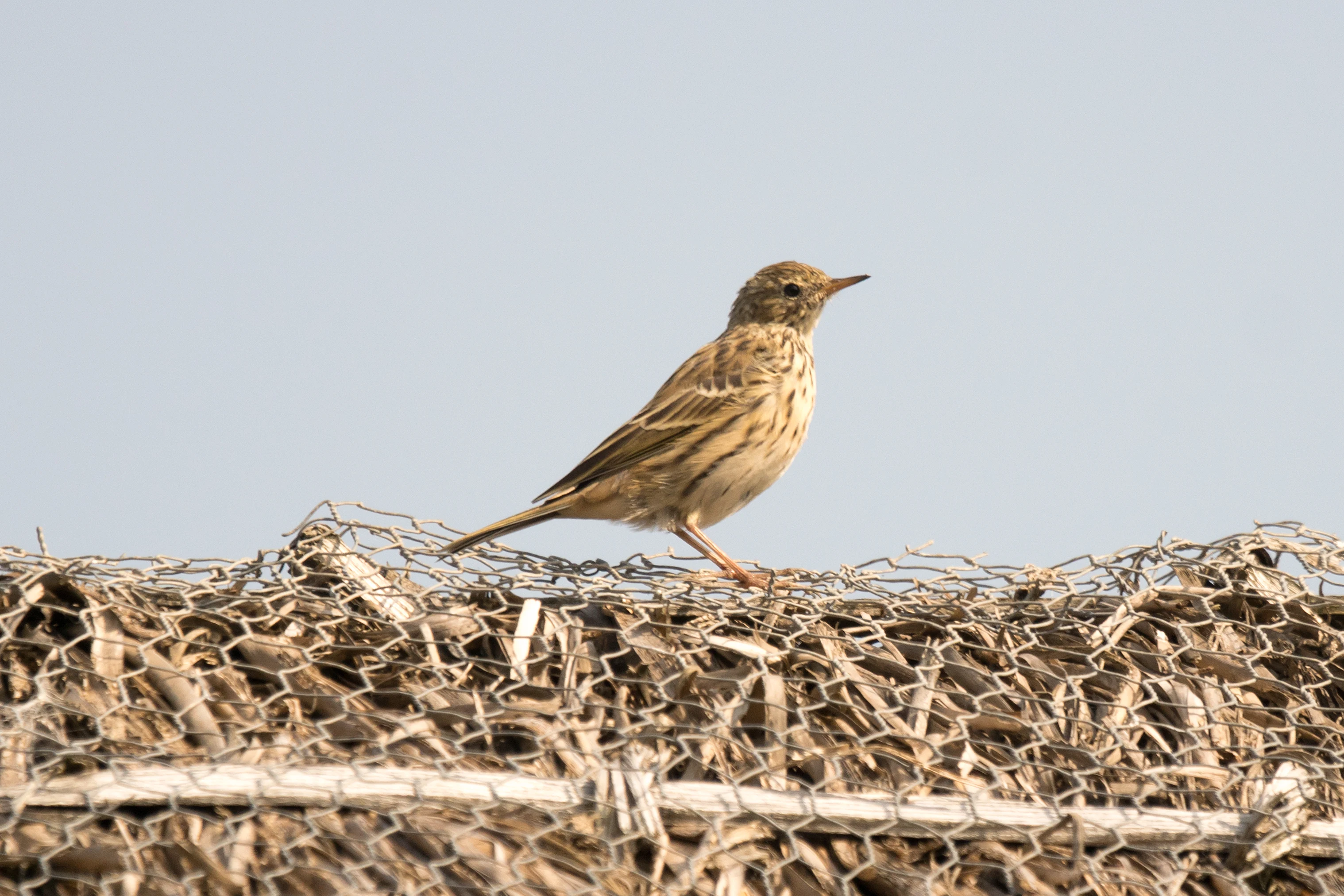 Meadow Pipit, NWT Cley, Norfolk, UK — photo by Jim Bennett