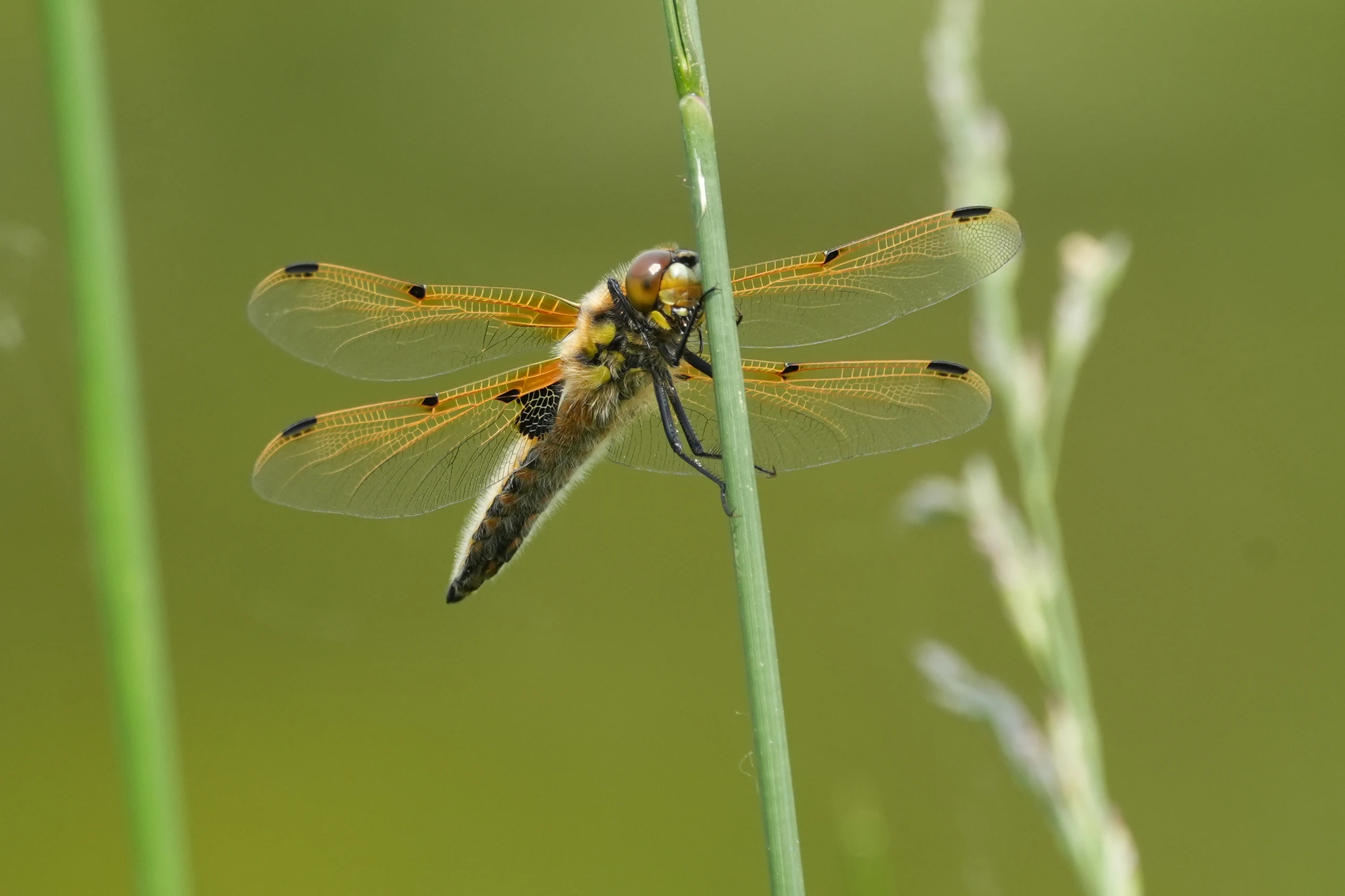 Four-spotted Chaser, Shapwick Heath NNR, Somerset, UK — photo by Jim Bennett