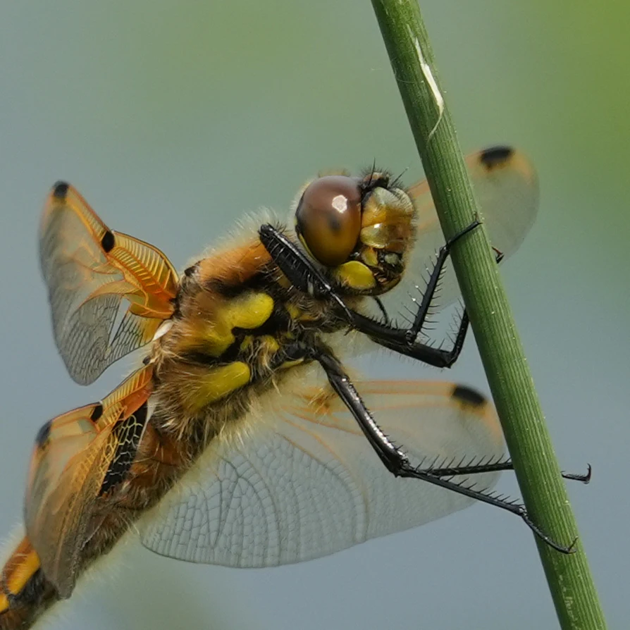 Four-spotted Chaser, Shapwick Heath NNR, Somerset, UK — photo by Jim Bennett