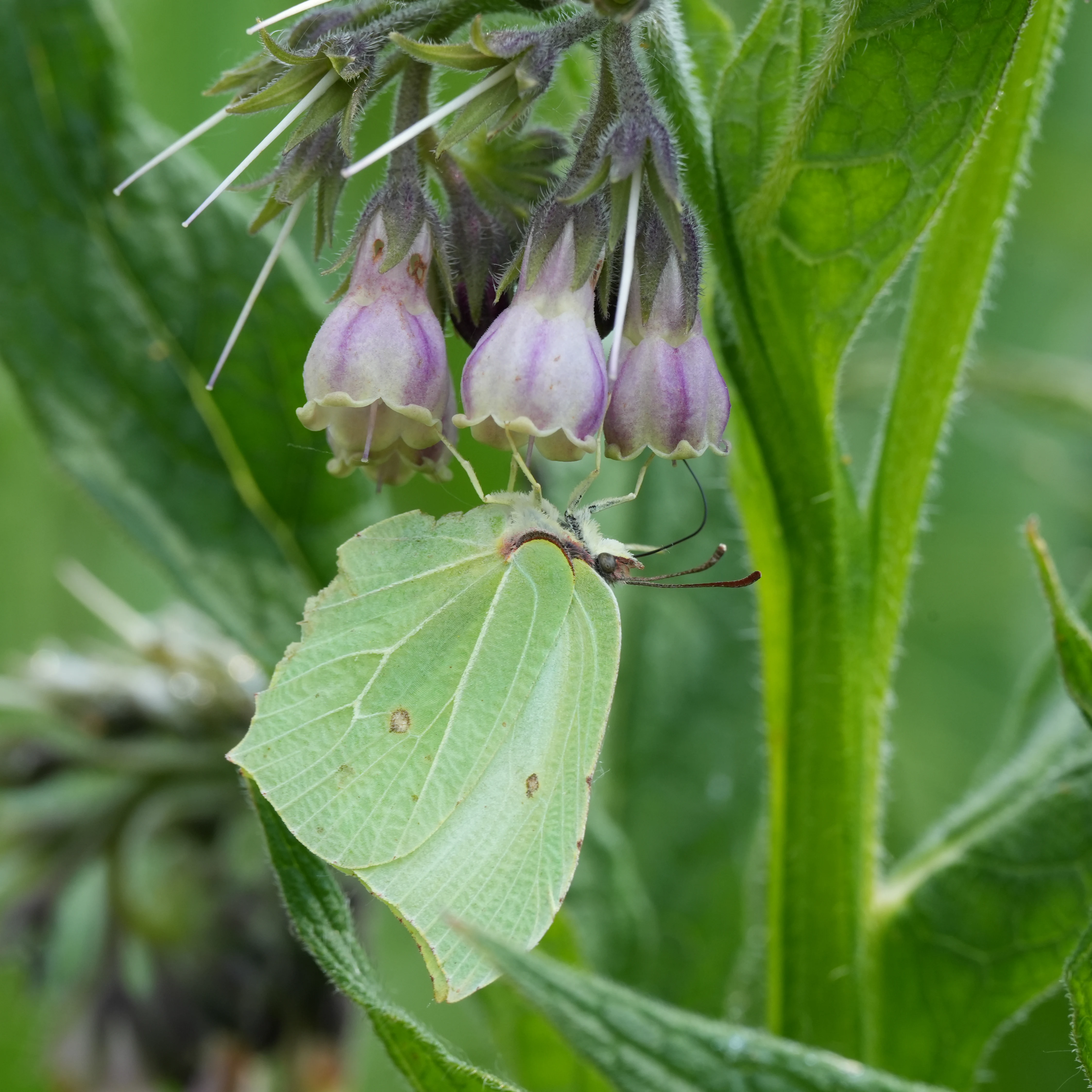 Brimstone feeding on Comfrey, RSPB Ham Wall, Somerset, UK — photo by Jim Bennett