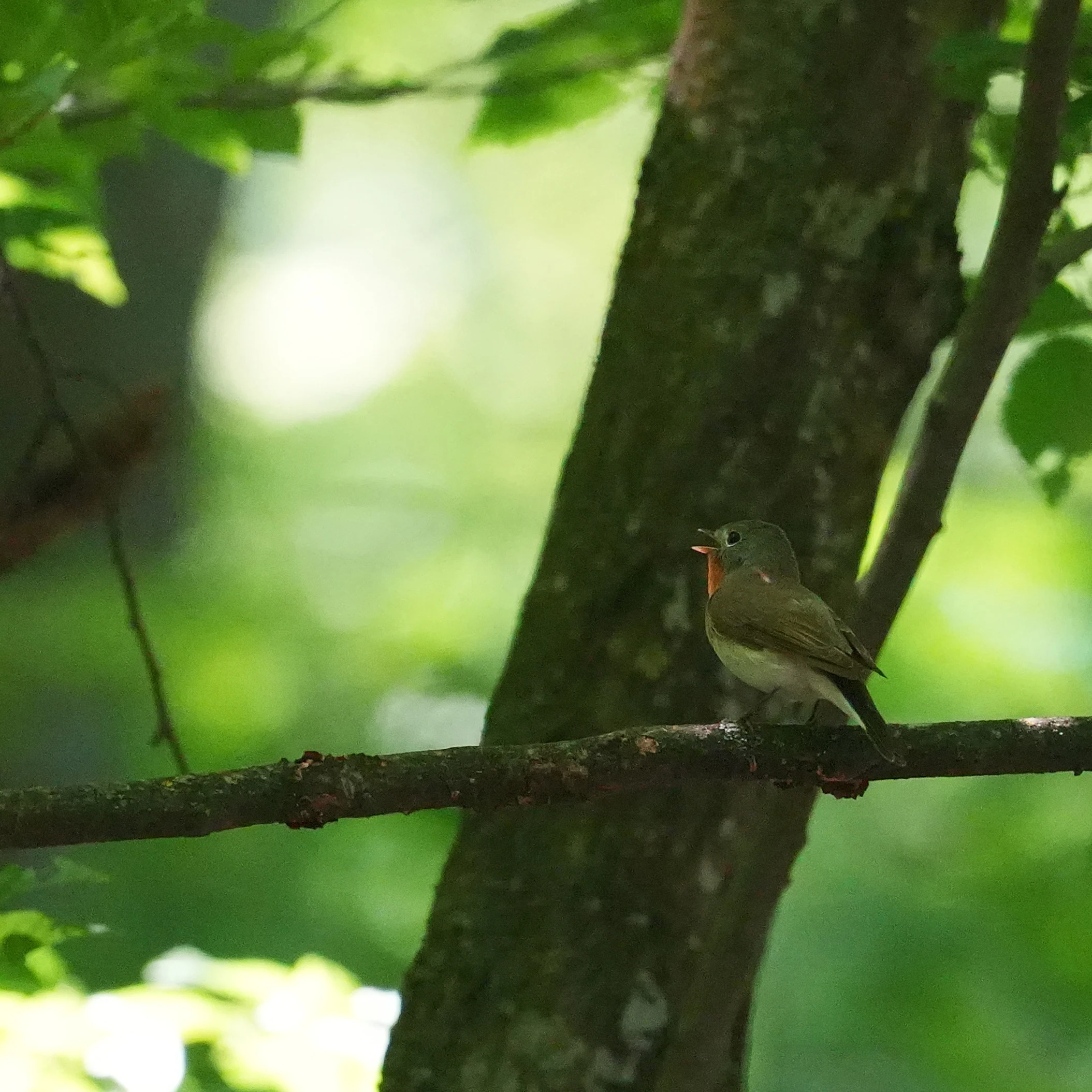 Red-breasted Flycatcher, Celic-Dere Monastery, Romania — photo by Jim Bennett