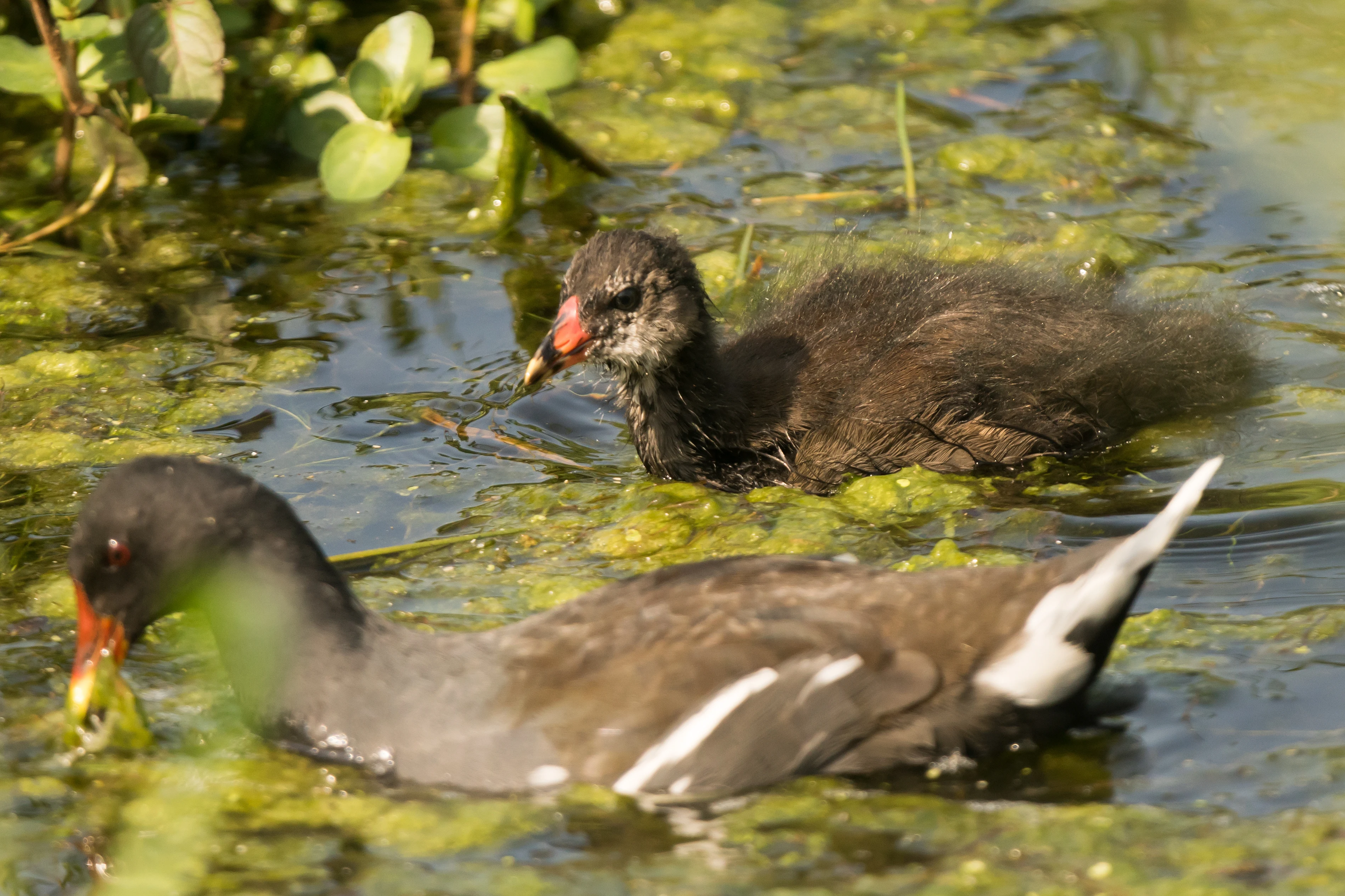 Moorhen & chick, NWT Cley, Norfolk, UK — photo by Jim Bennett