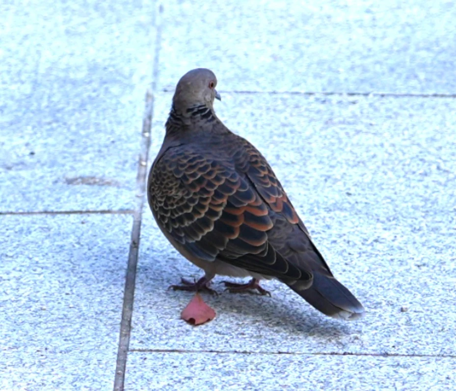 Oriental Turtle Dove, Kyoto, Japan — photo by Jim Bennett