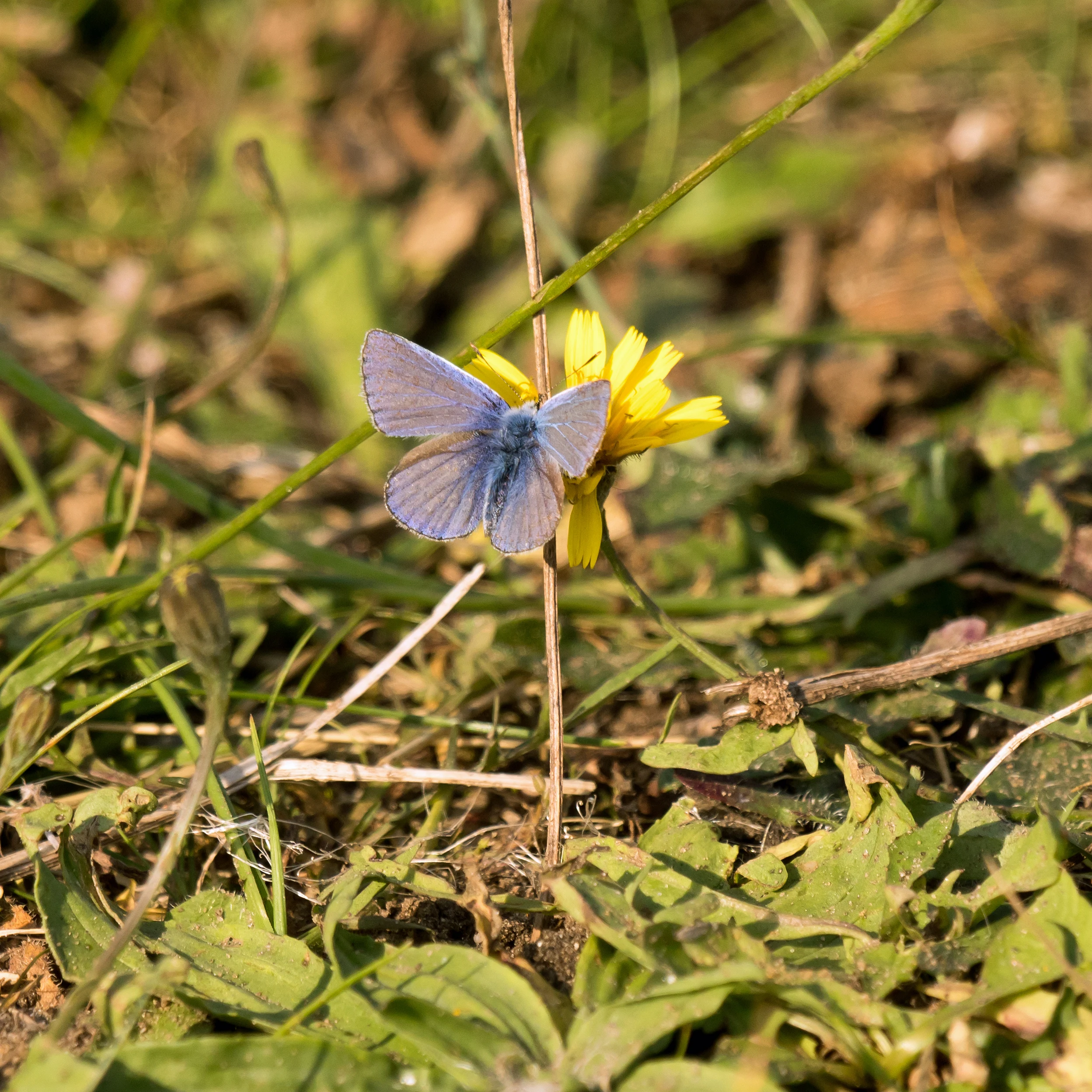 Blue, NWT Cley, Norfolk, UK — photo by Jim Bennett