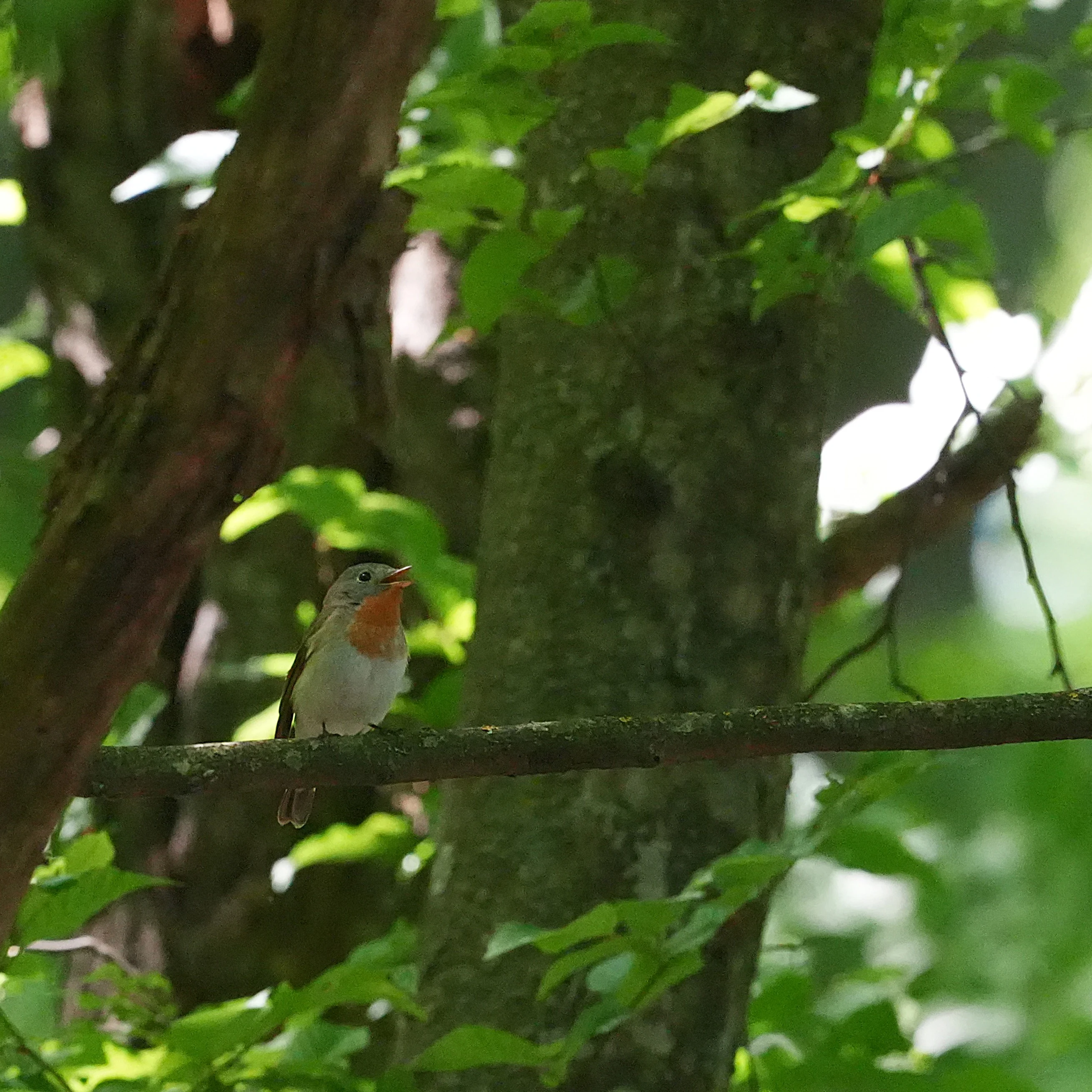 Red-breasted Flycatcher, Celic-Dere Monastery, Romania — photo by Jim Bennett