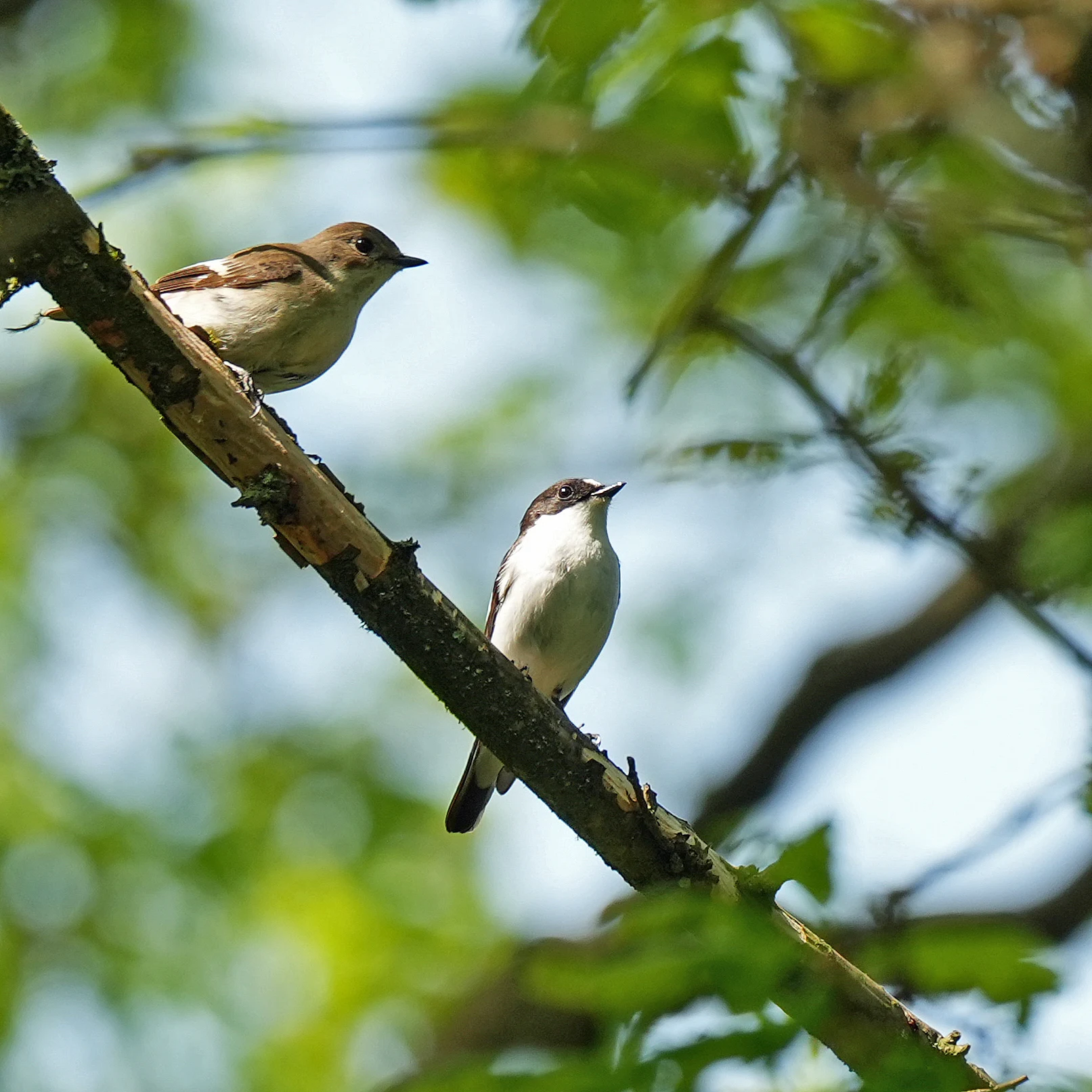 Pied Flycatchers, NT Longshaw Estate, Yorkshire, UK — photo by Jim Bennett