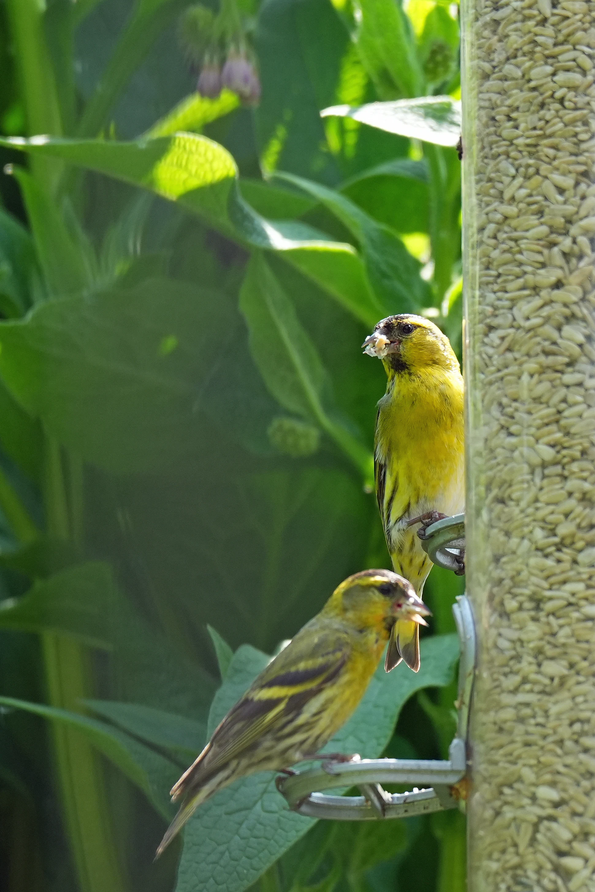 Siskins, NT Longshaw Estate, Yorkshire, UK — photo by Jim Bennett