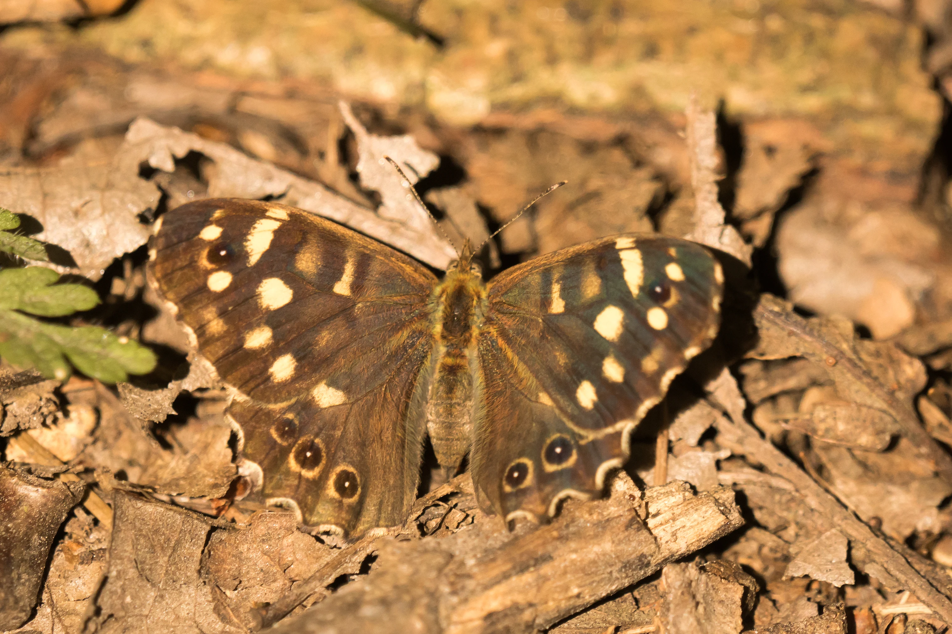 Speckled Wood, Bacton Wood, Norfolk, UK — photo by Jim Bennett