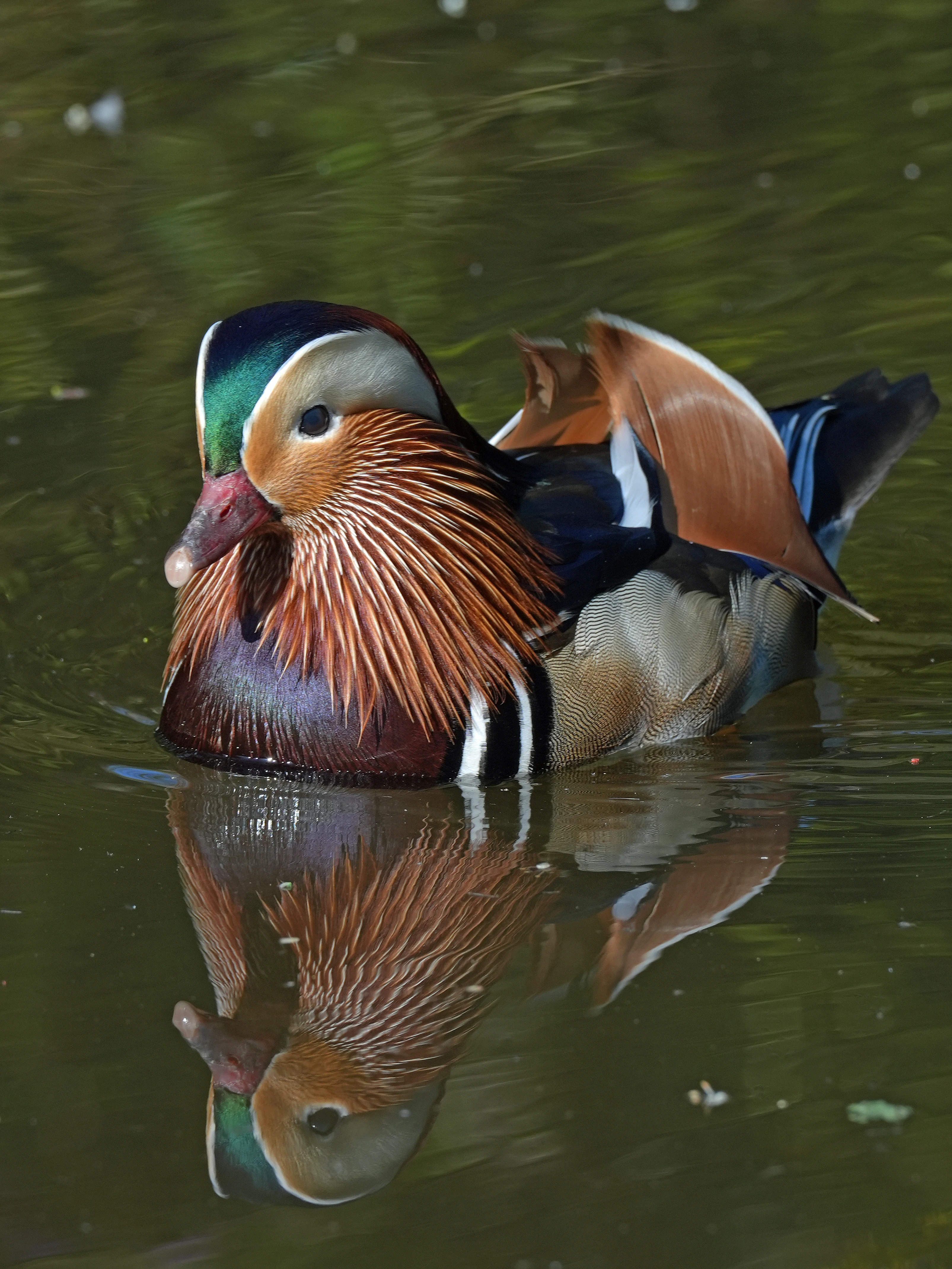 Mandarin Duck, Endcliffe Park, Yorkshire, UK — photo by Jim Bennett
