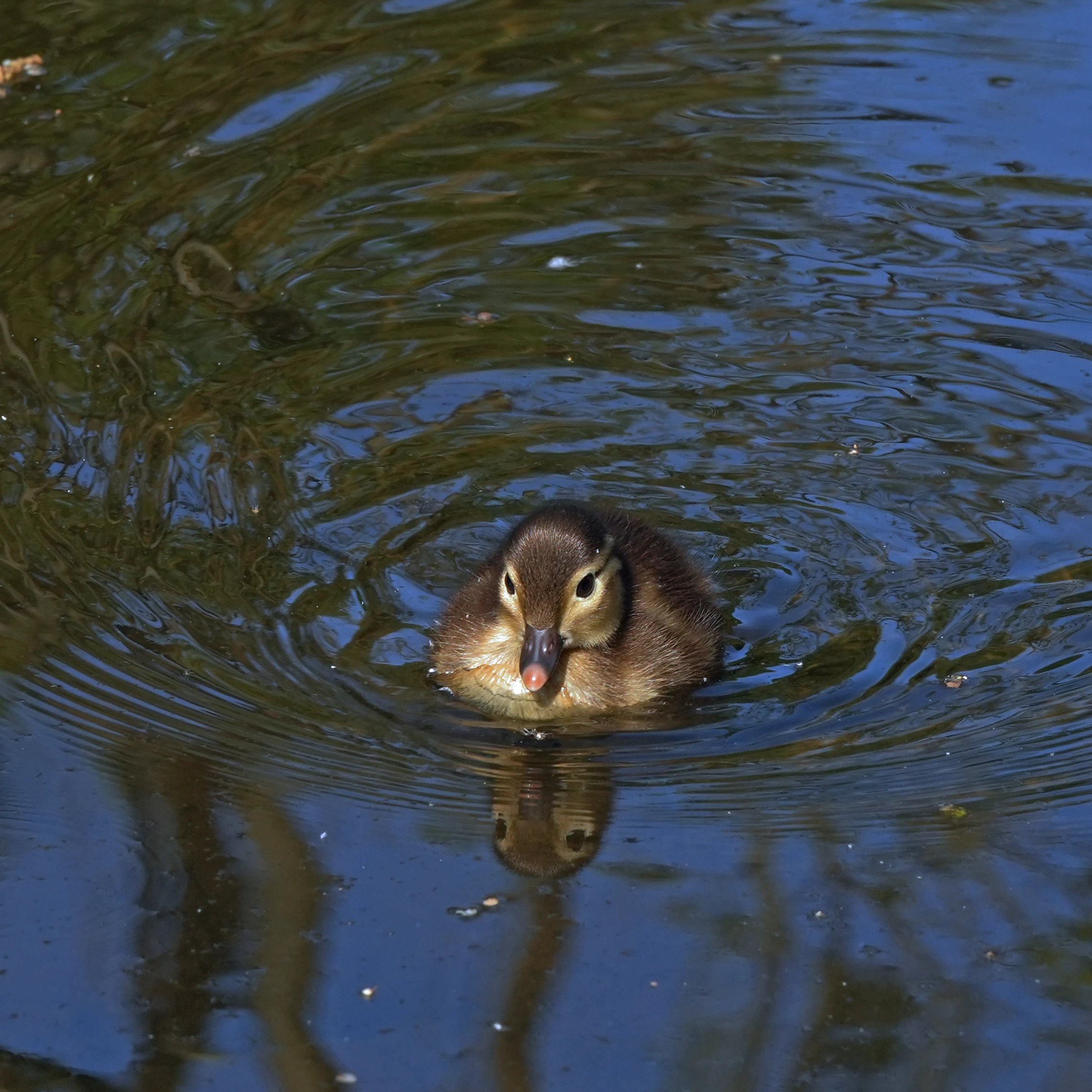 Mandarin Duck, Endcliffe Park, Yorkshire, UK — photo by Jim Bennett