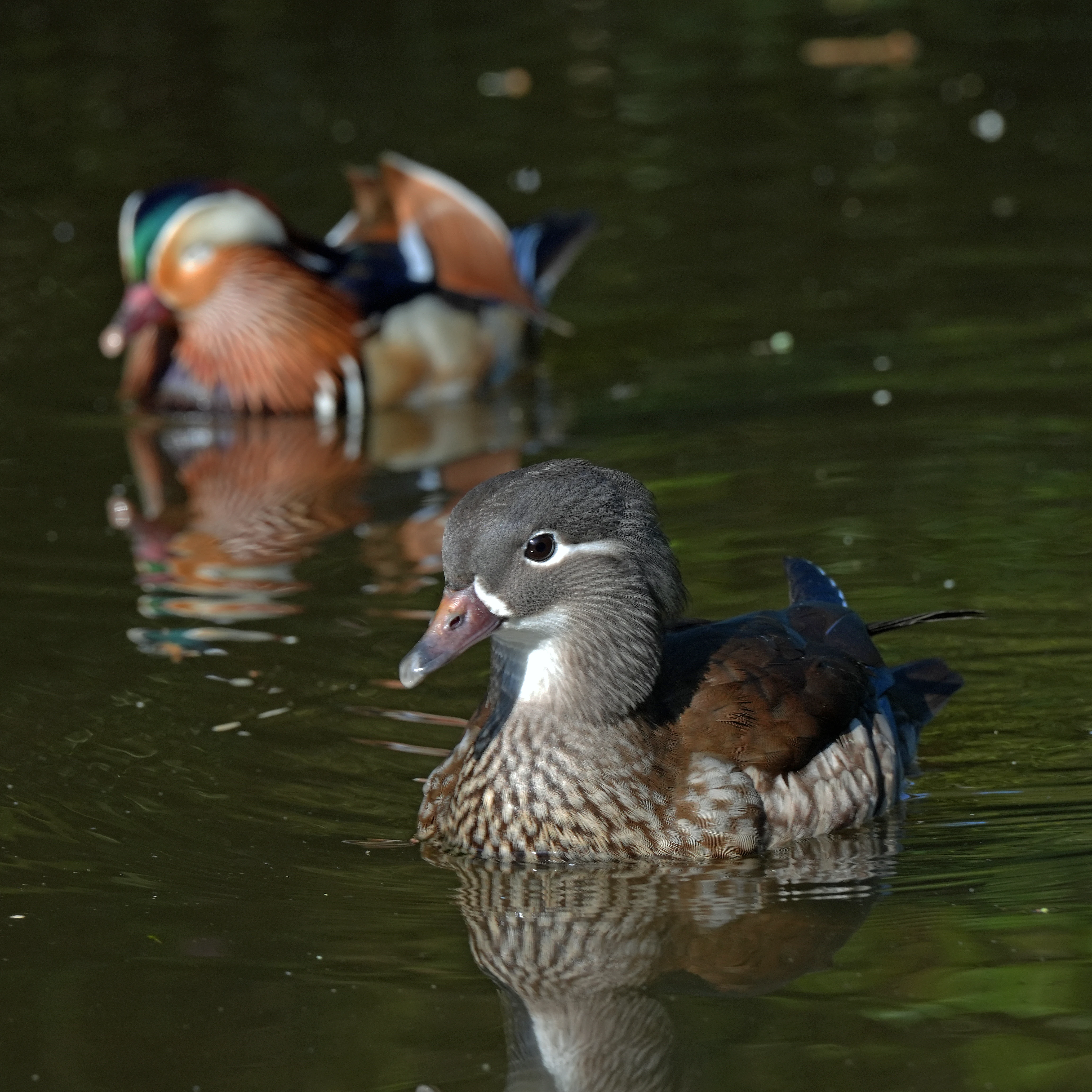 Mandarin Duck, Endcliffe Park, Sheffield, Yorkshire, UK — photo by Jim Bennett