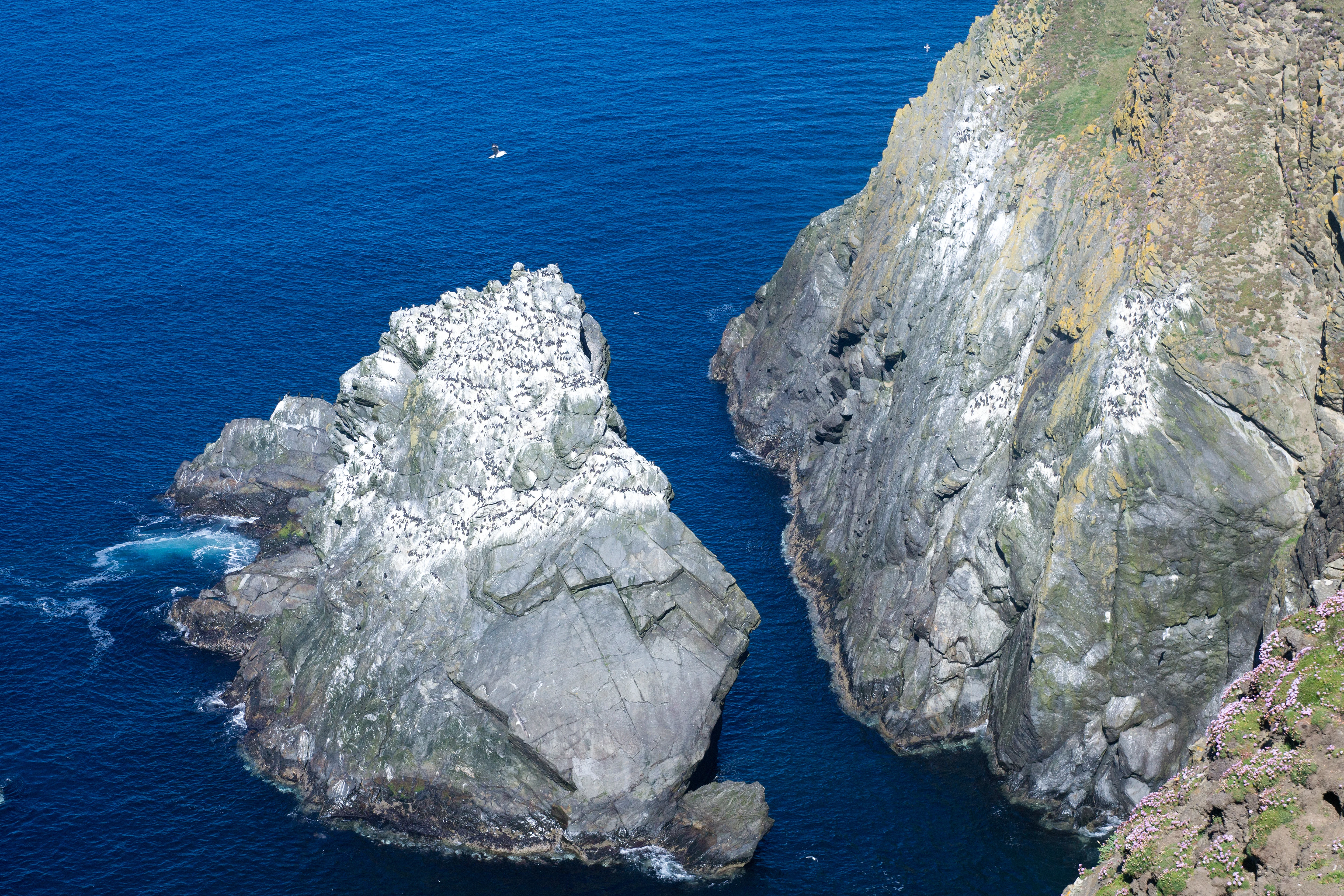 Common Guillemot colony at Sumburgh Head, Shetland, UK — photo by Jim Bennett