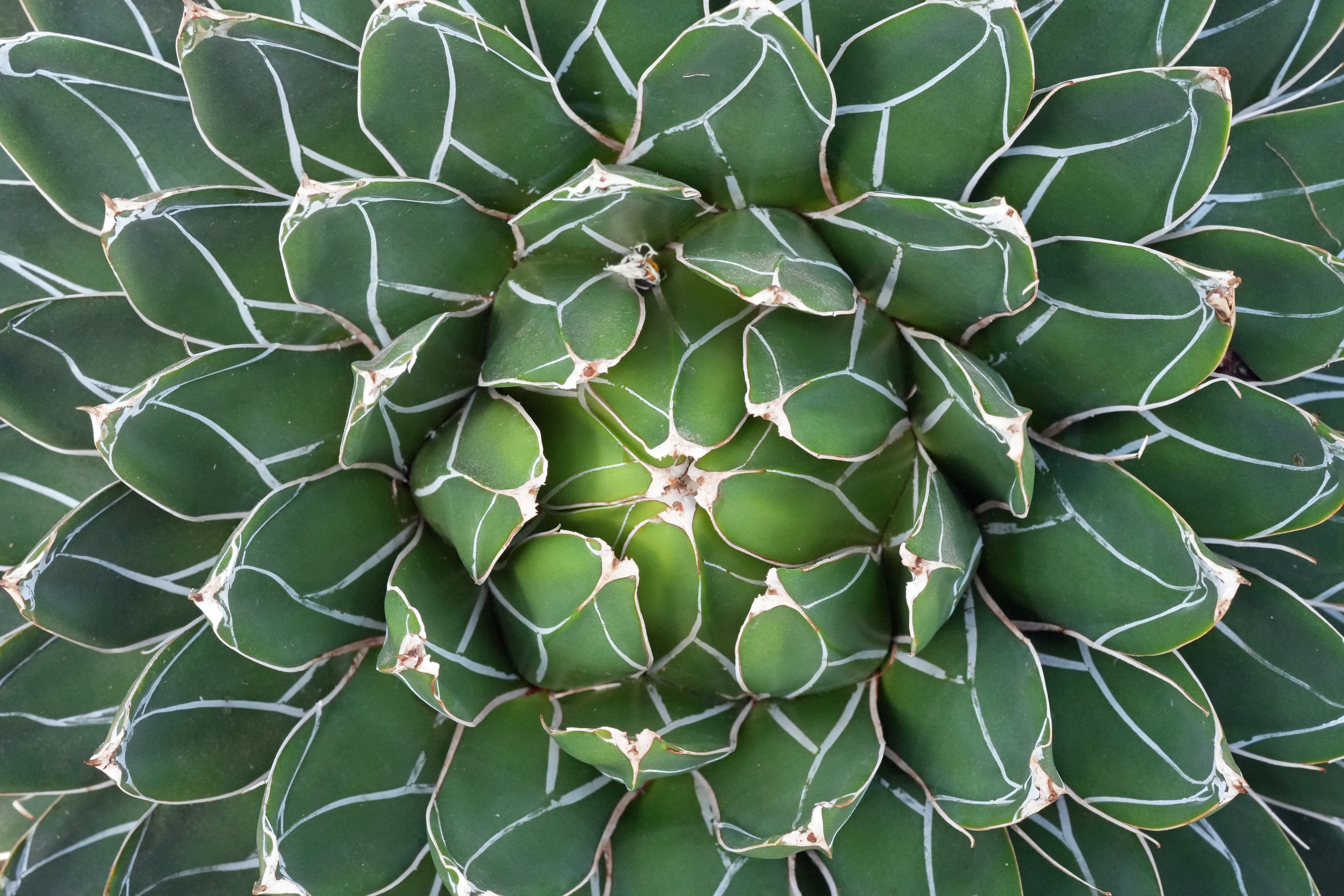 Cactus, Botanic Gardens, Sheffield, Yorkshire, UK — photo by Jim Bennett