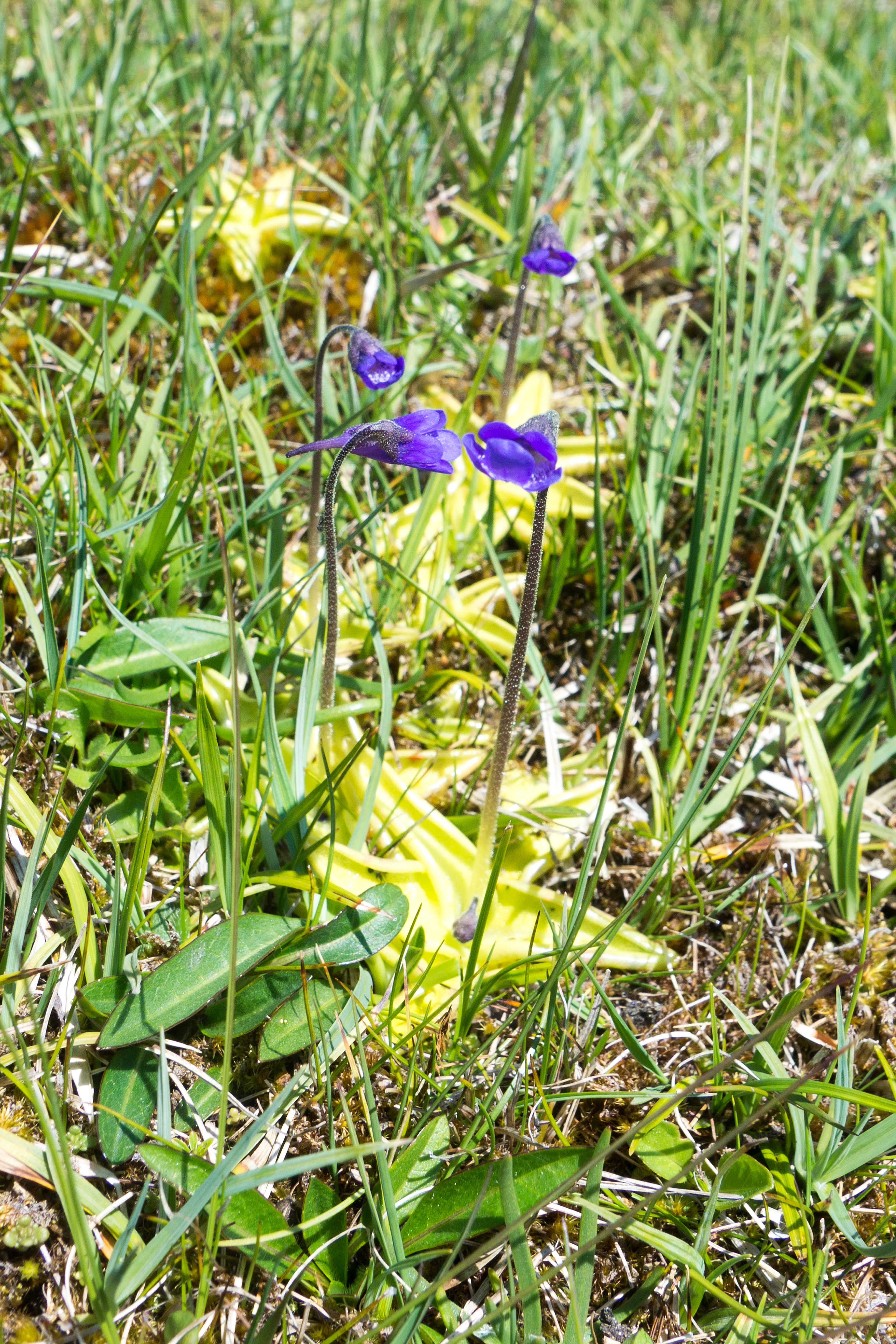 Butterwort, Shetland, UK — photo by Jim Bennett