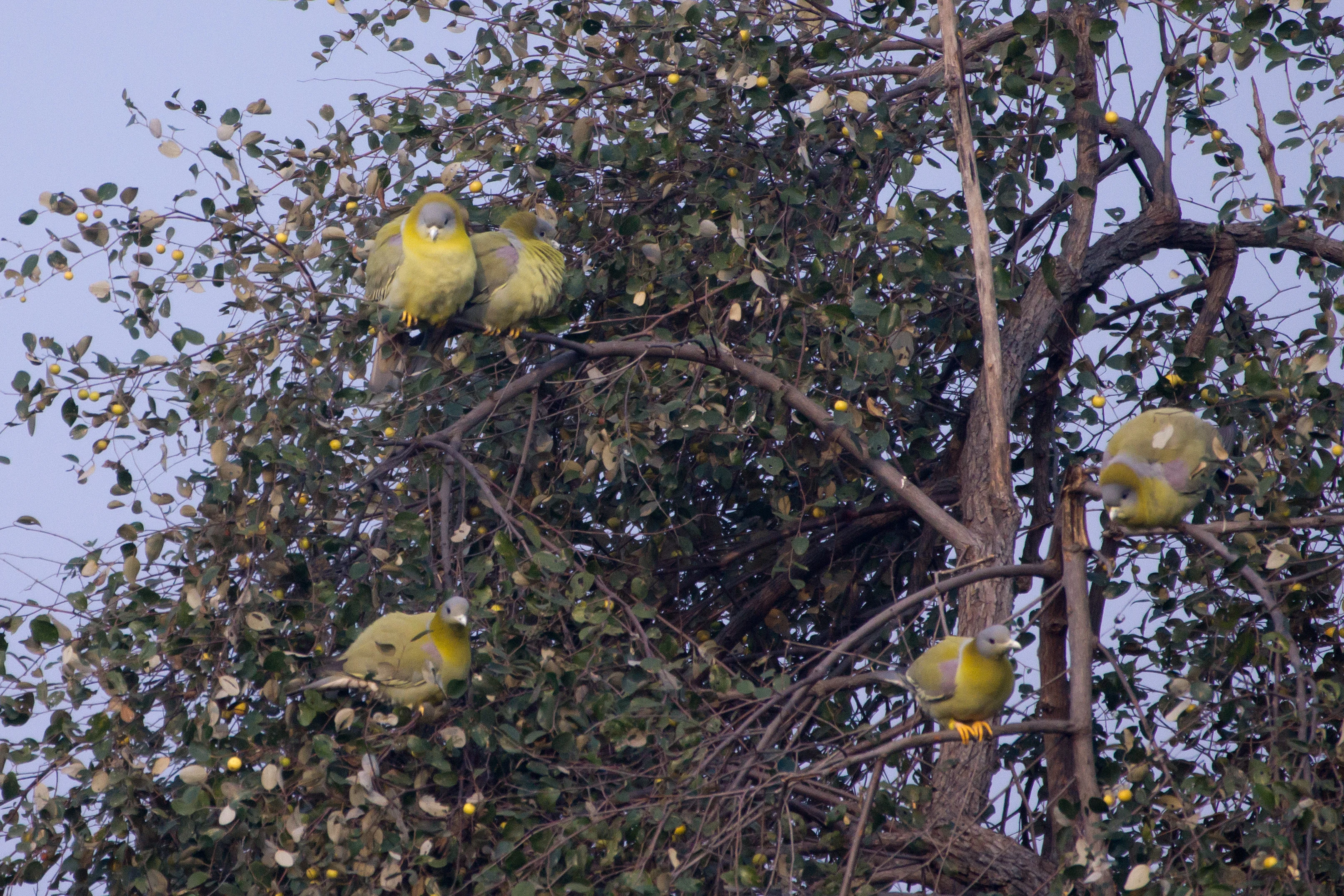 Yellow-footed Green Pigeons, Keoladeo National Park, Rajasthan, India — photo by Jim Bennett